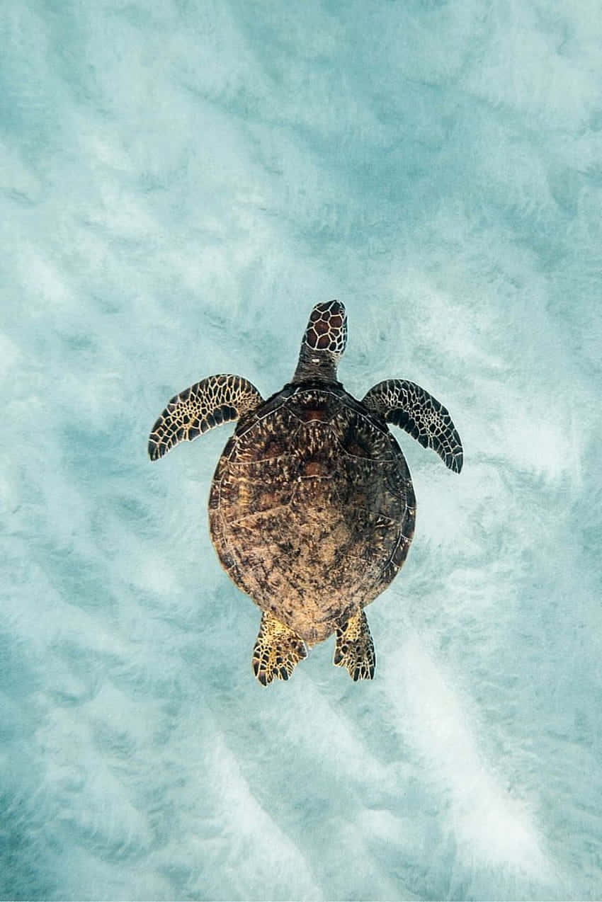 green sea turtle, turquoise water, sandy ocean floor, SD Phone Wallpaper