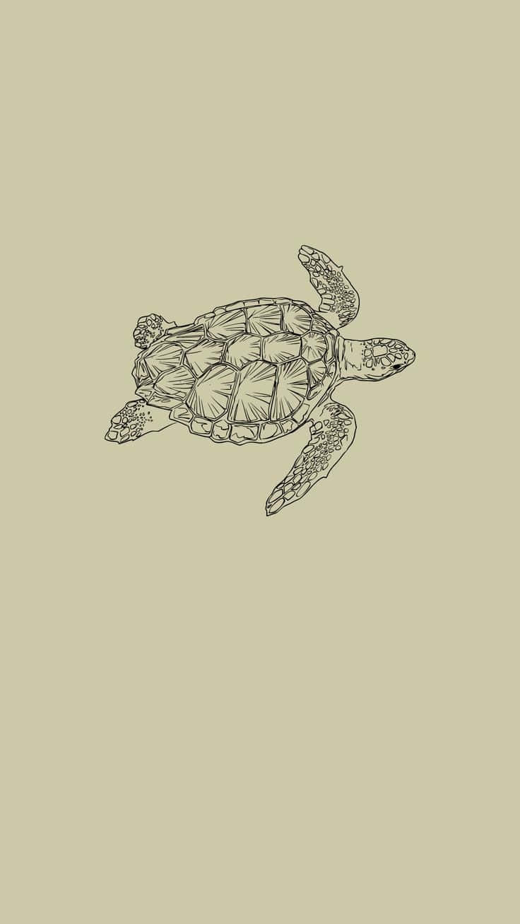 sea turtle, black line drawing, textured shell, HD Phone Wallpaper