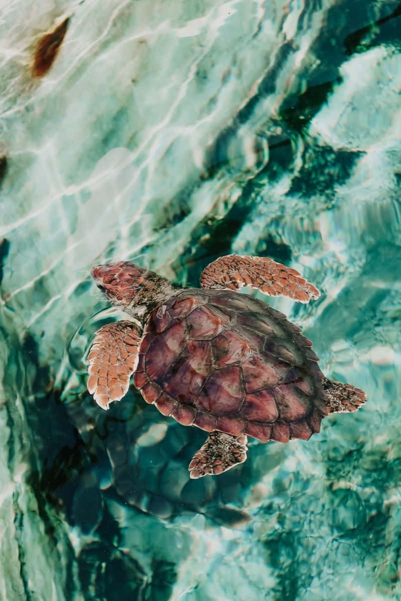 sea turtle, turquoise water, sunlight rippling, SD Phone Wallpaper