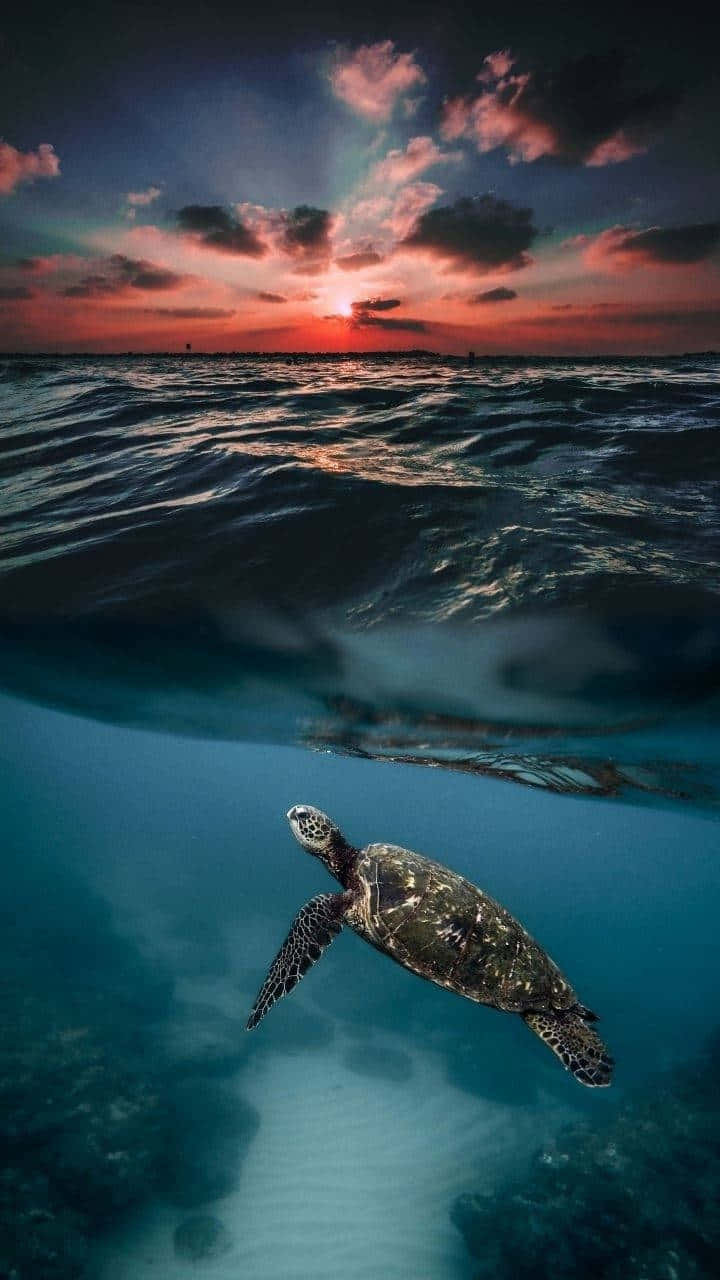 sea turtle, sunset sky, ocean waves, HD Phone Wallpaper