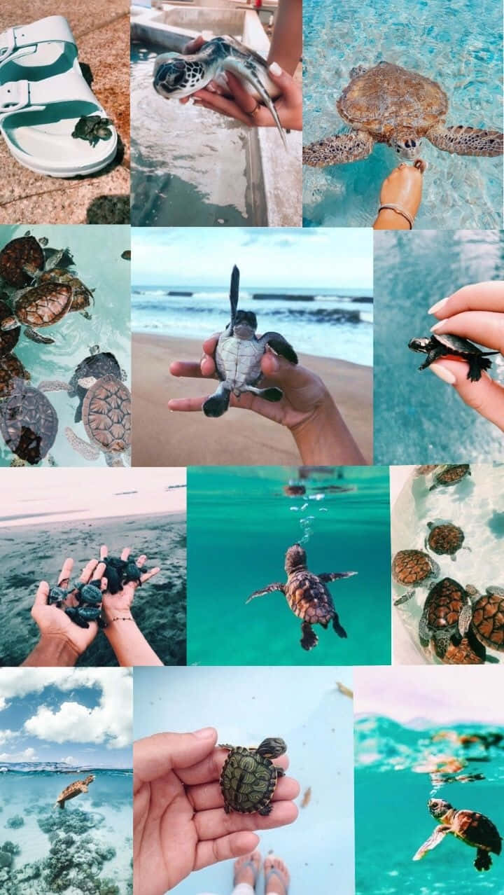sea turtles, hatchlings, turquoise waters, SD Phone Wallpaper