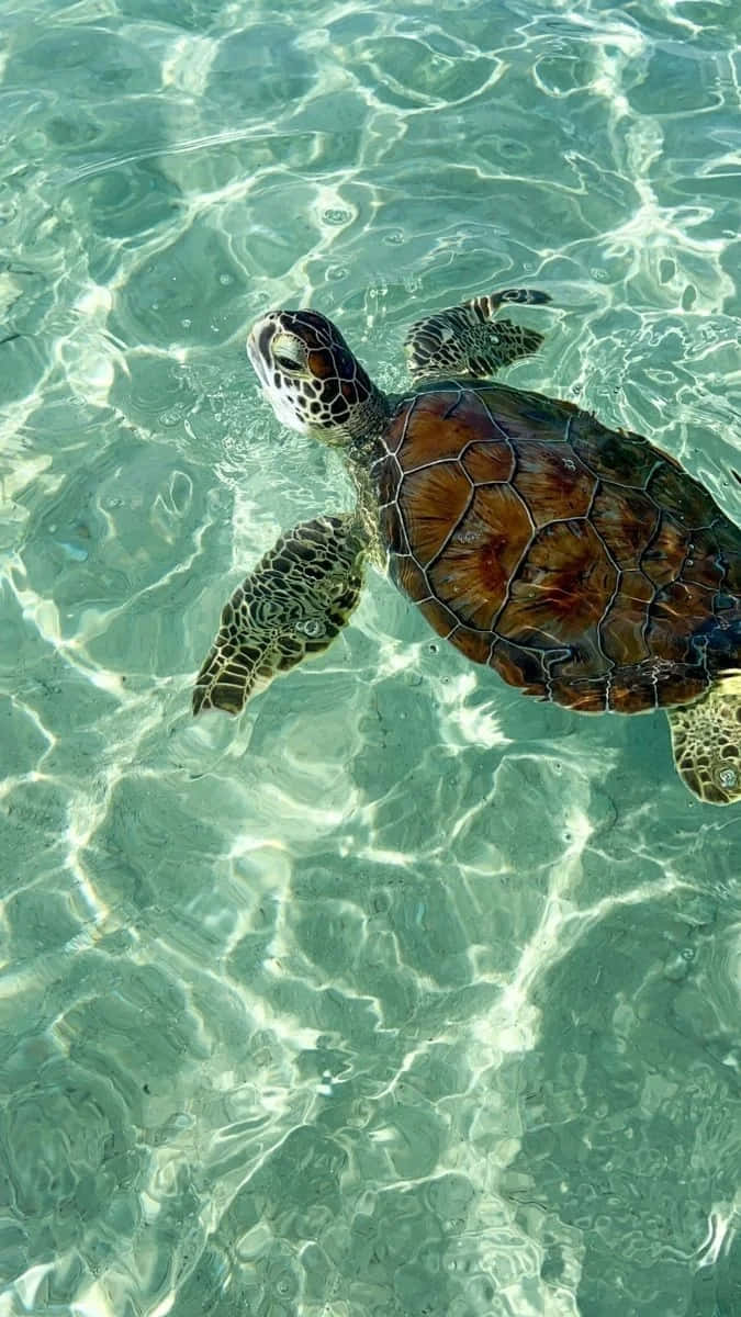 green sea turtle, crystal clear turquoise water, sunlight rippling on its shell, SD Phone Wallpaper