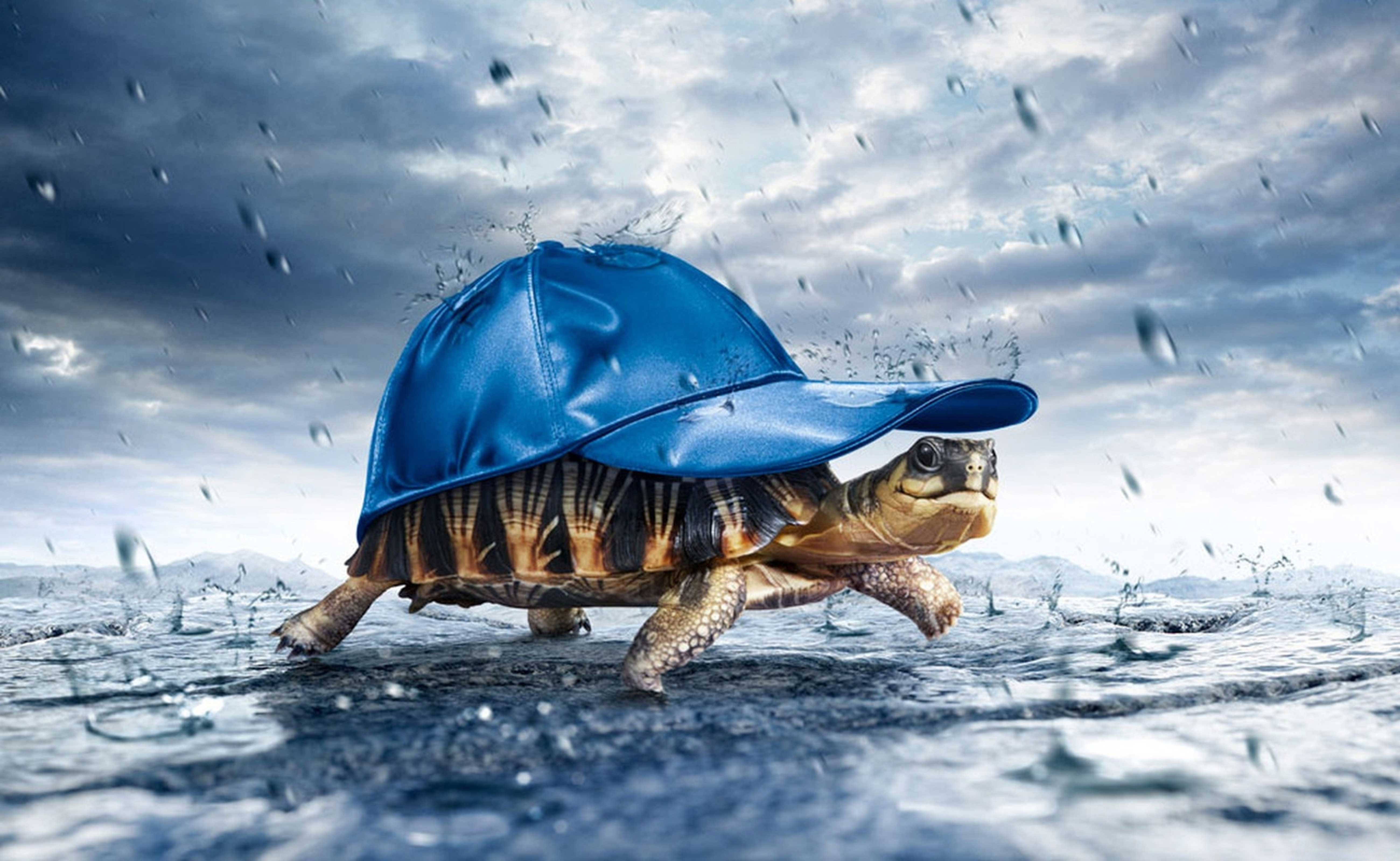 turtle, blue rain hat, shallow water, 5K Desktop Wallpaper