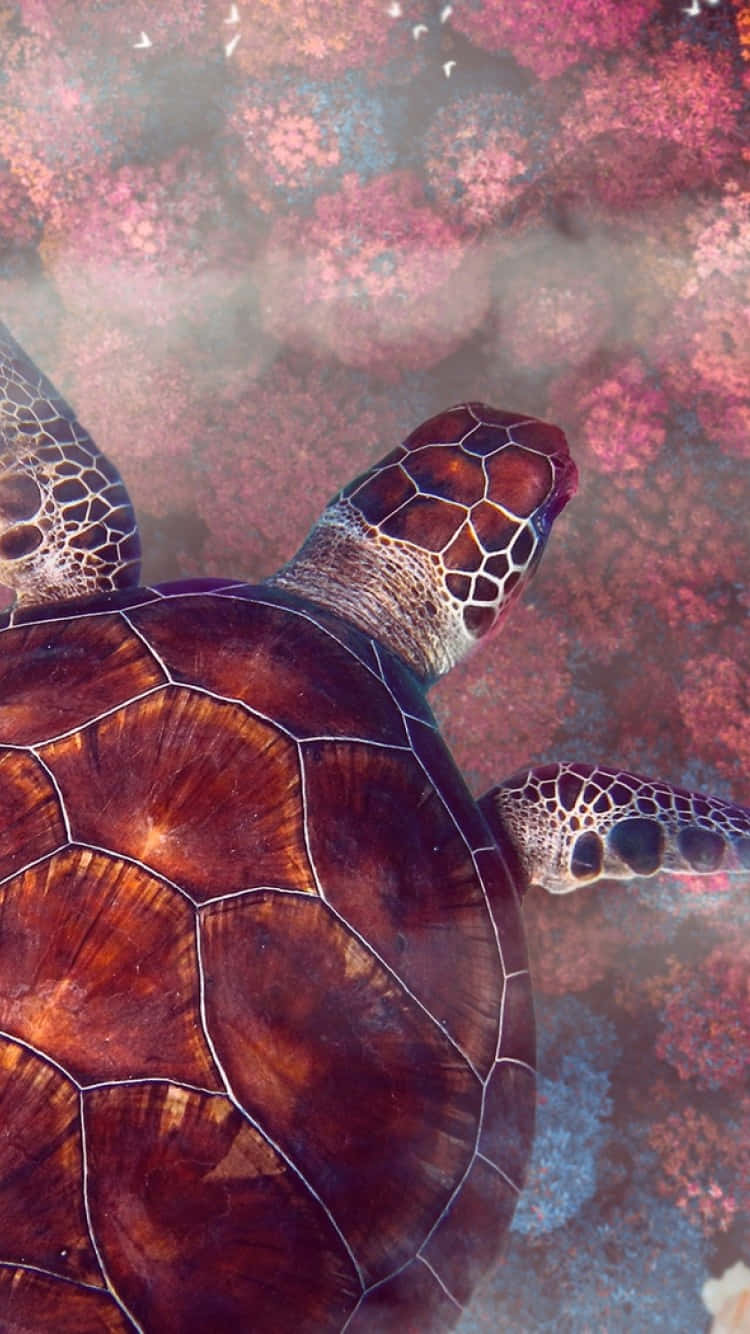 Turtle iPhone HD, sea turtle, coral reef, HD Phone Wallpaper