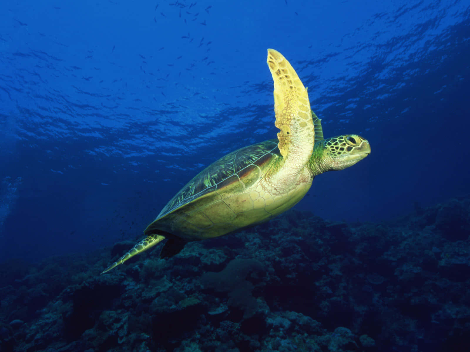 Turtle, iPhone HD, green sea turtle, HD Desktop Wallpaper