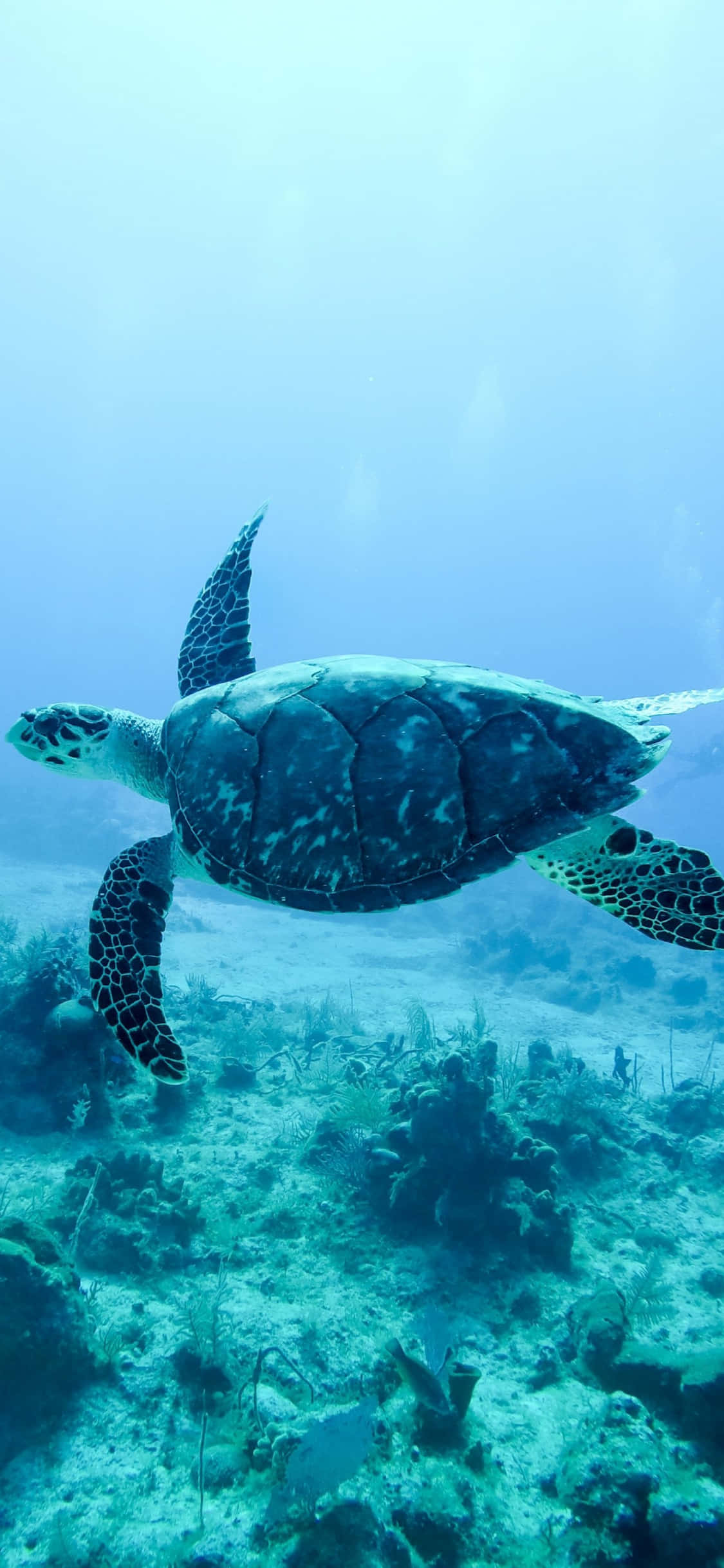 turtle, ocean, coral reefs, Full HD Phone Wallpaper