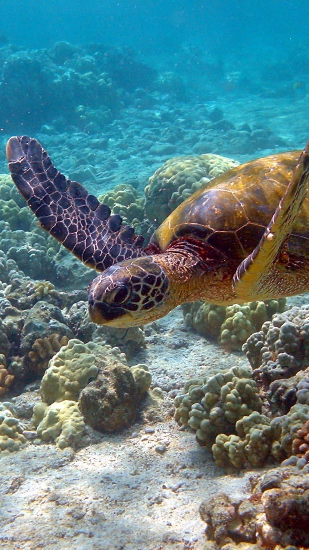 Turtle Deep iPhone HD, green sea turtle, vibrant coral reefs, Full HD Phone Wallpaper