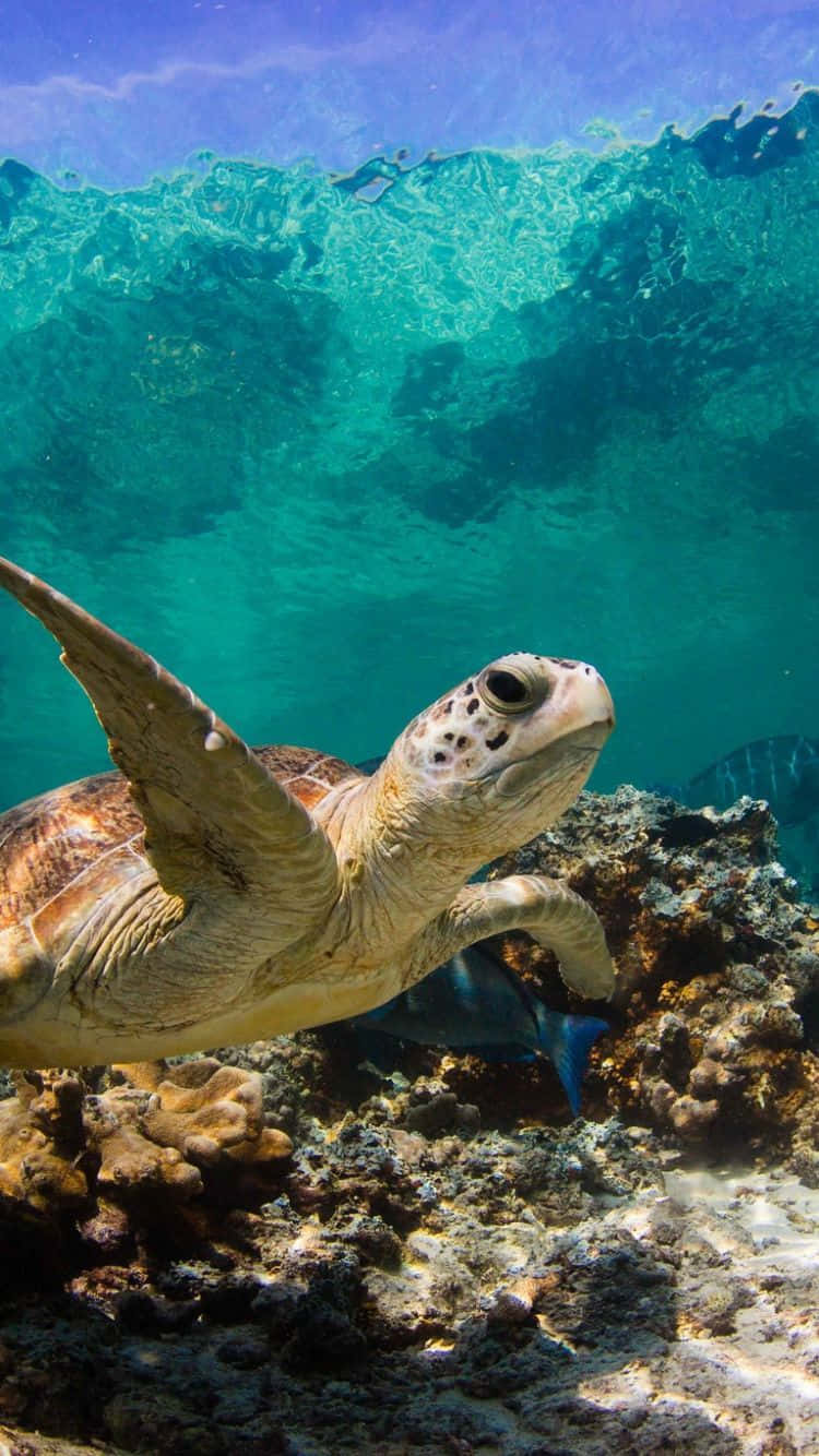 Turtle iPhone HD, sea turtle, coral reef, HD Phone Wallpaper