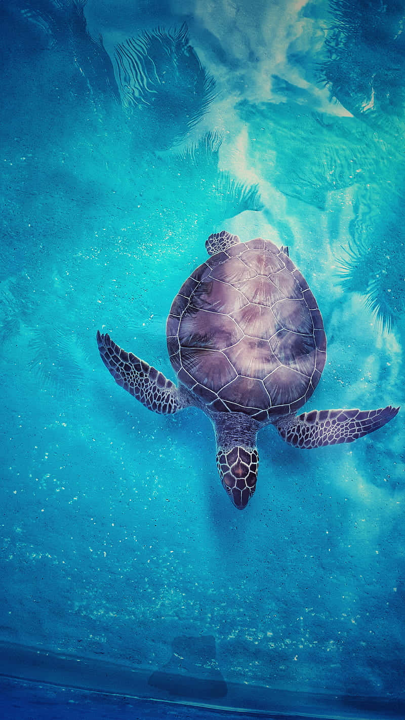 Turtle, iPhone HD, turquoise water, HD Phone Wallpaper