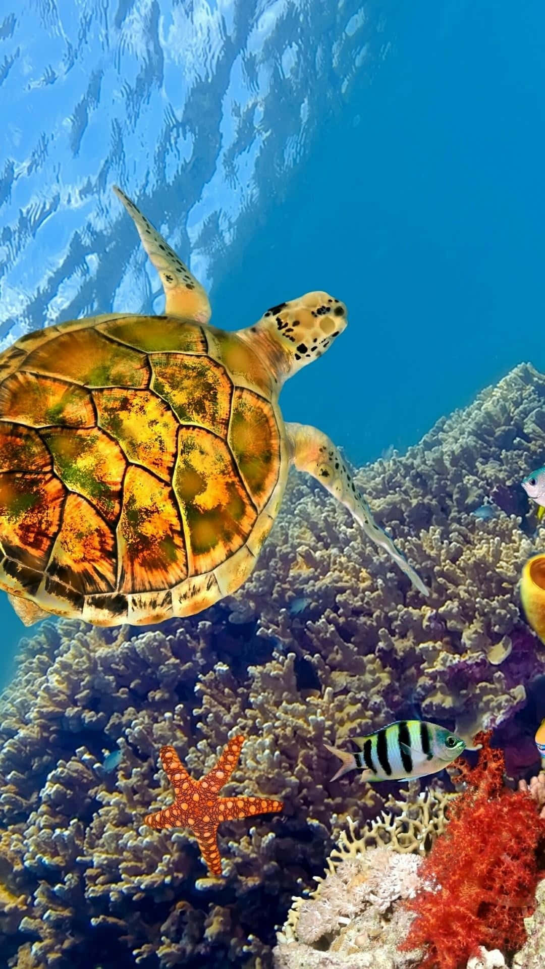 turtle, ocean, coral reef, Full HD Phone Wallpaper