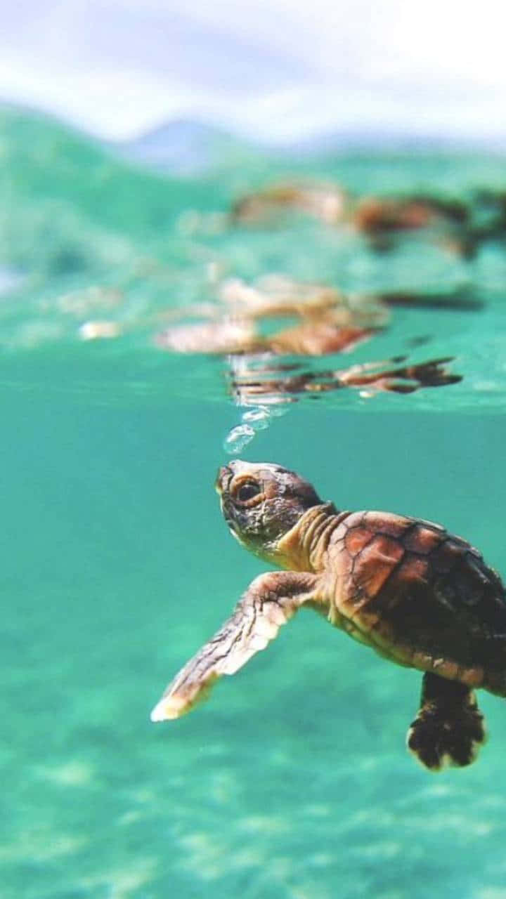 Turtle, iPhone HD, sunlit surface, HD Phone Wallpaper