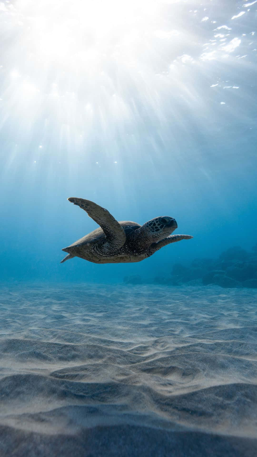 Turtle, Sunlight, Clear blue water, Full HD Phone Wallpaper