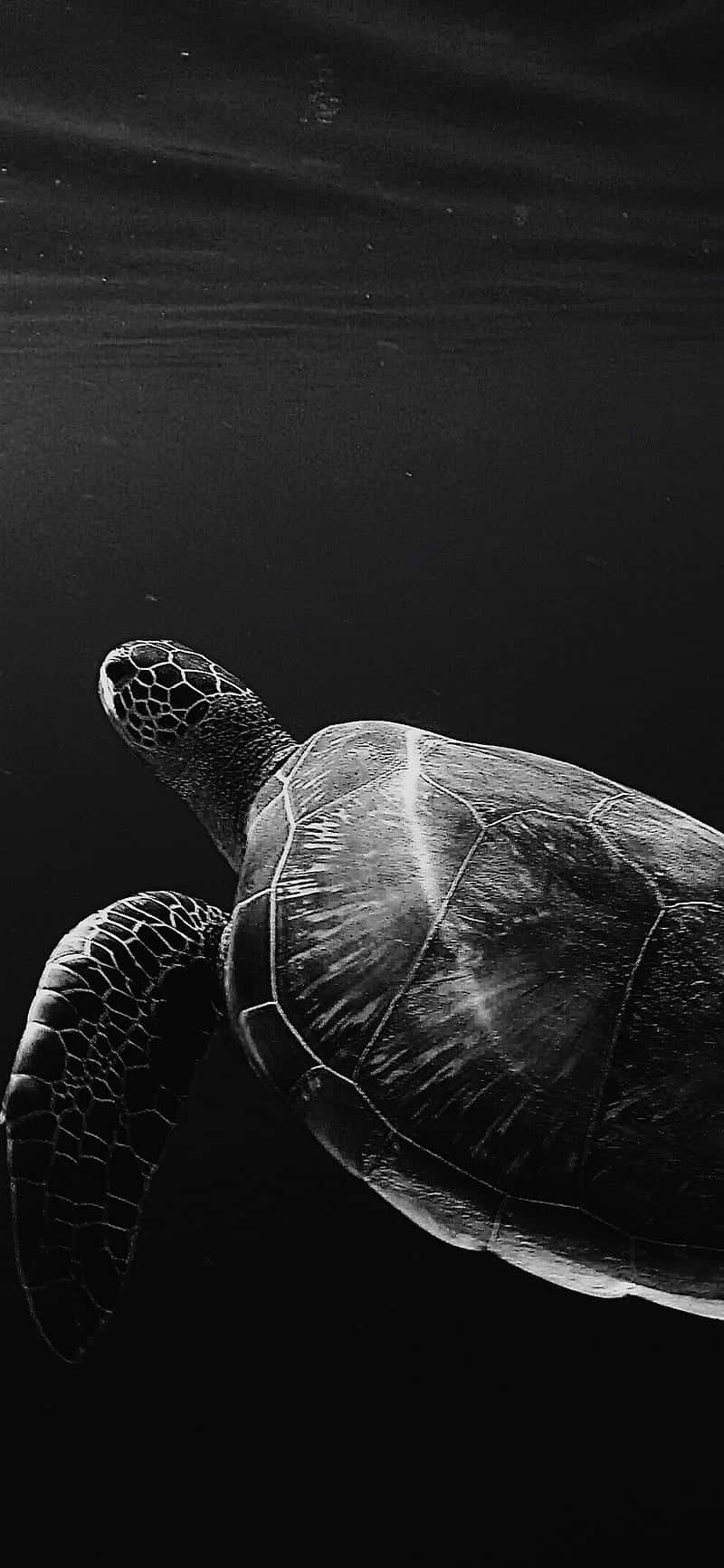 turtle, ocean, black and white, HD Phone Wallpaper
