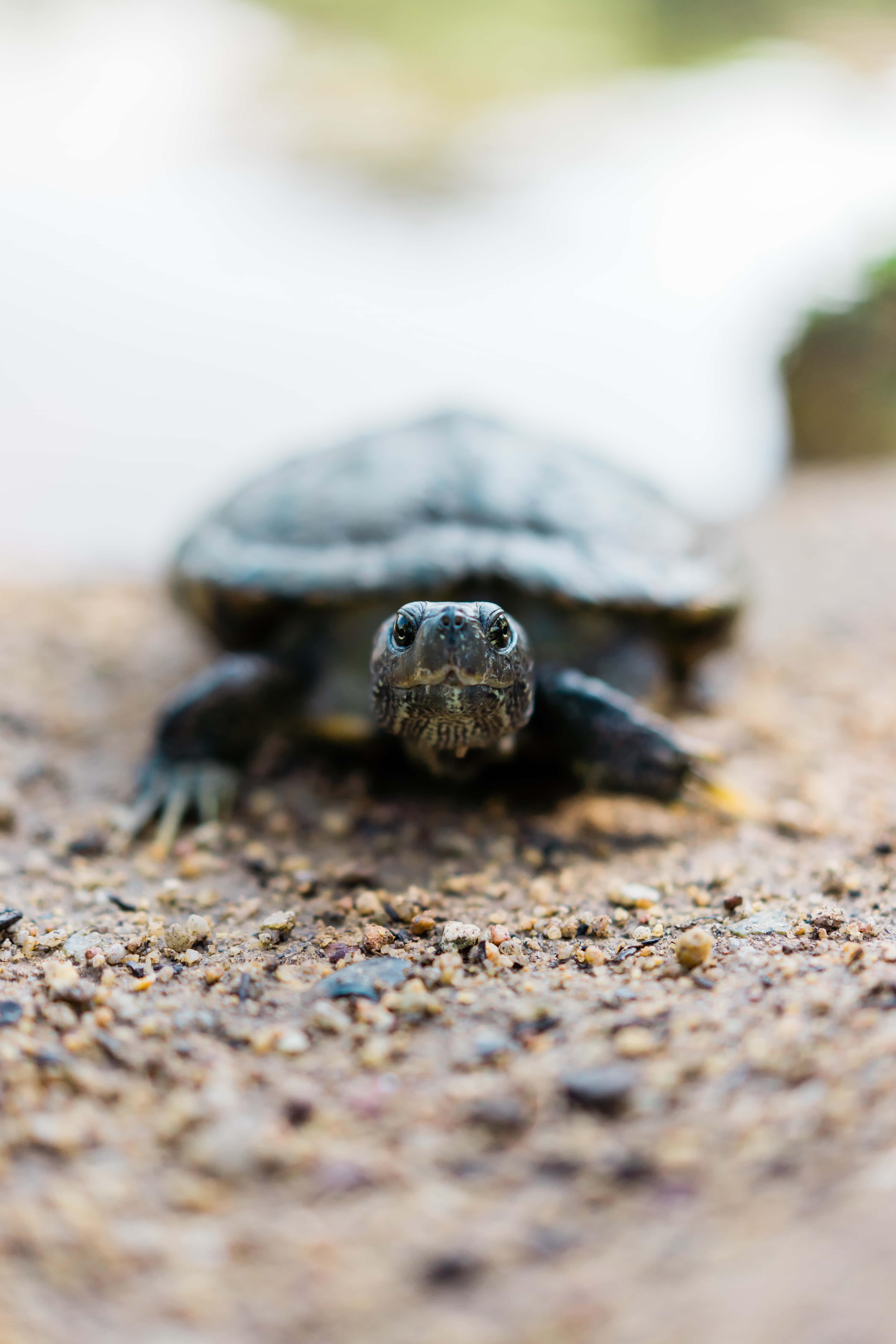 Turtle iPhone HD, tiny turtle, dark shell, 5K Phone Wallpaper