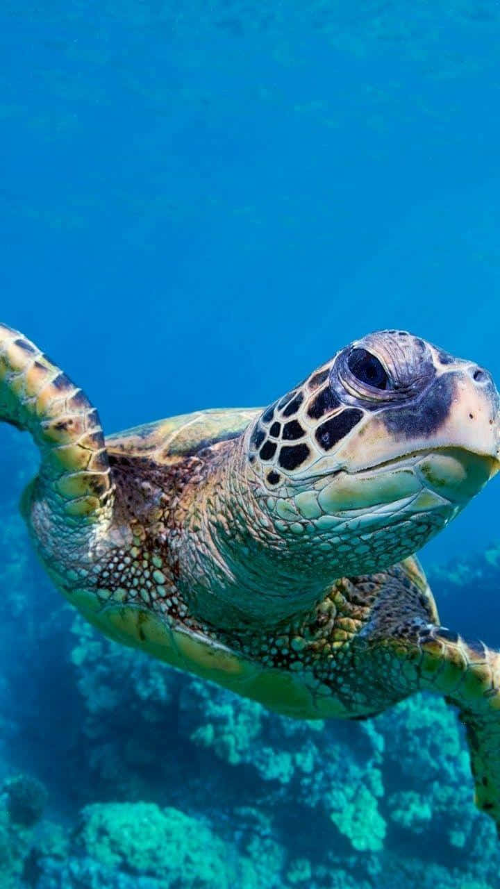 Turtle, iPhone HD, green sea turtle, HD Phone Wallpaper