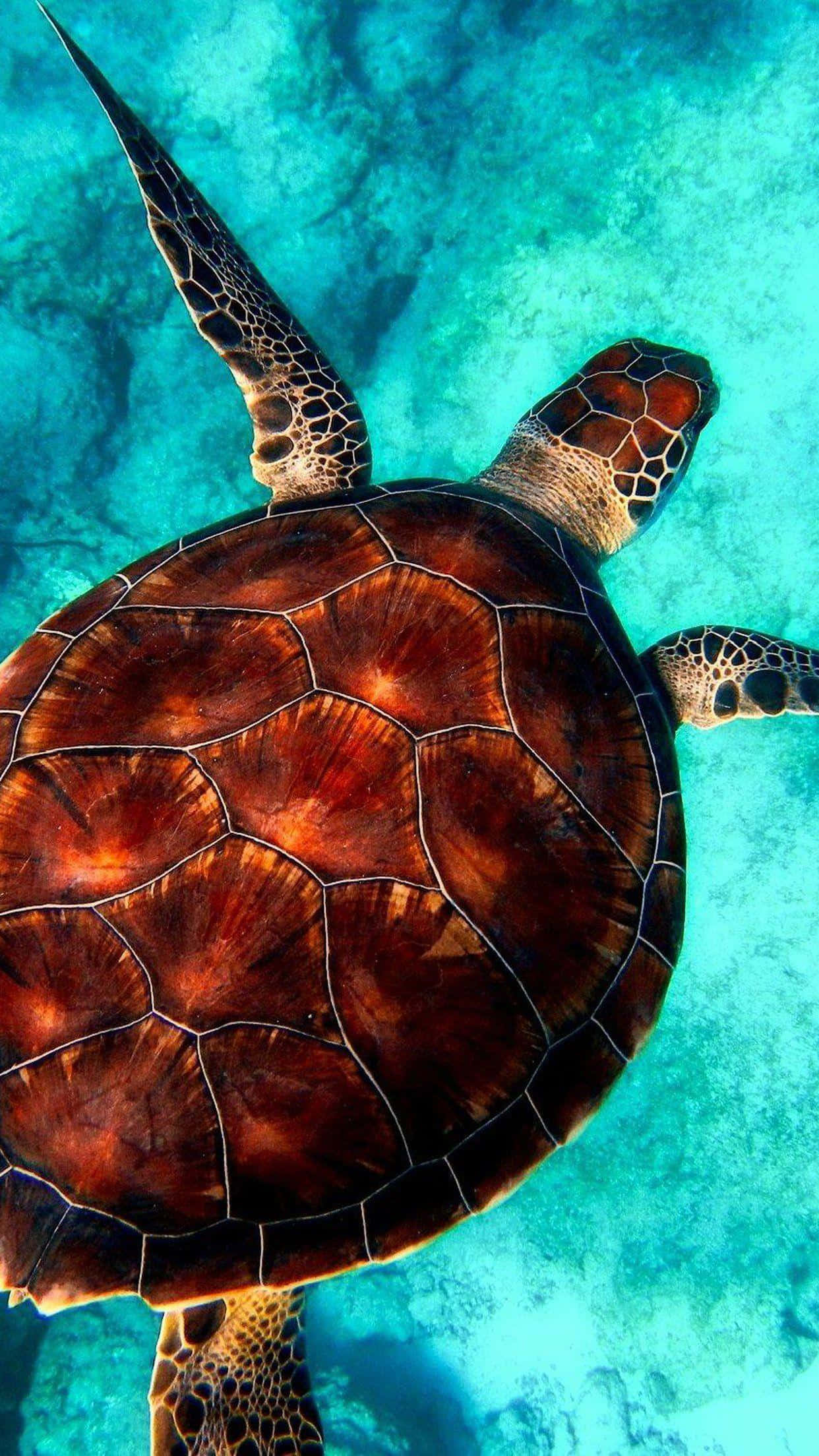 Turtle iPhone HD, sea turtle, crystal clear turquoise waters, Full HD Phone Wallpaper