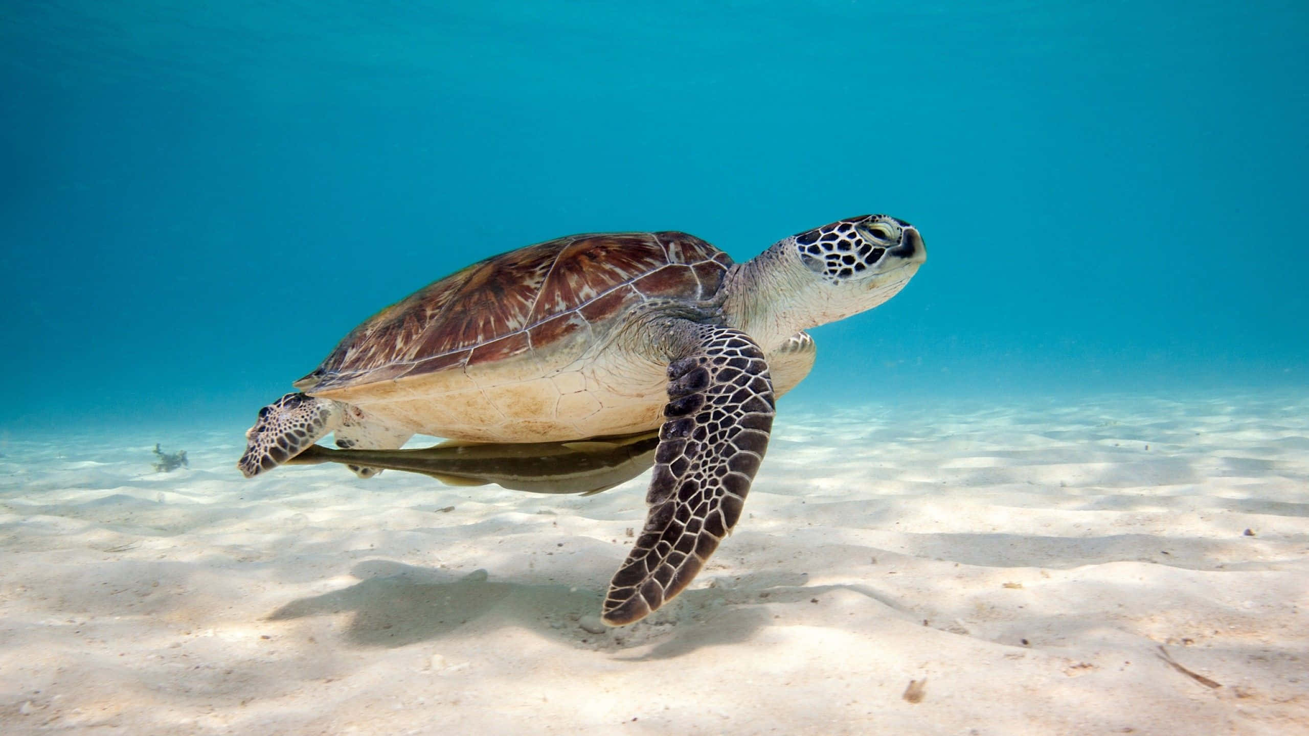 green sea turtle, sandy ocean floor, crystal clear turquoise water, 2K Desktop Wallpaper