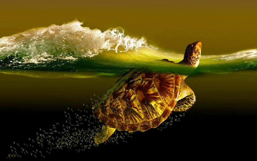 Turtle, iPhone HD, golden wave, SD Desktop Wallpaper