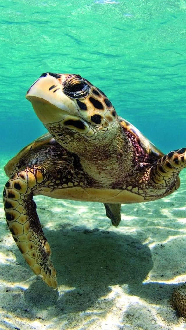 Turtle, iPhone HD, turquoise water, SD Phone Wallpaper