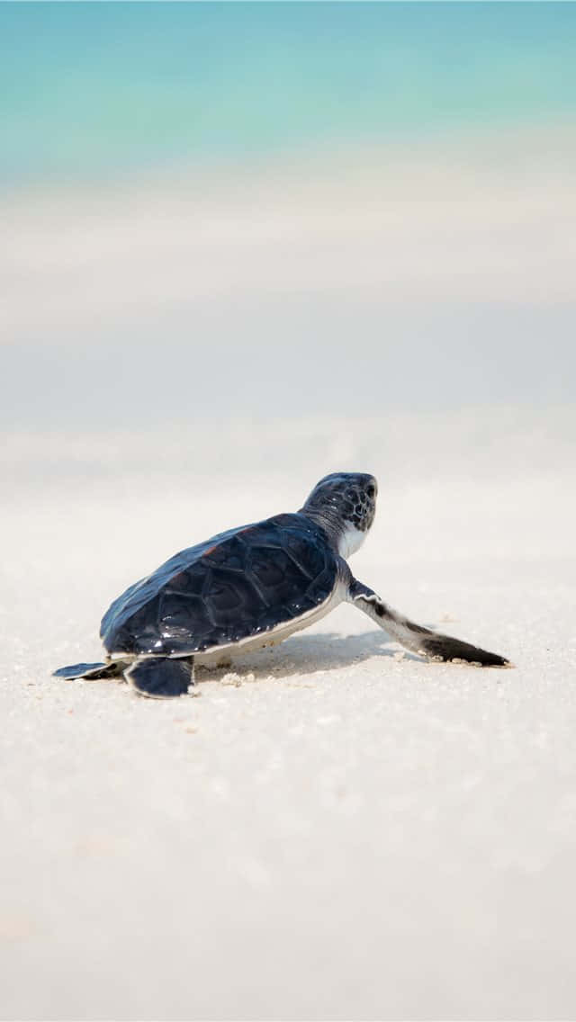 baby turtle, beach, white sand, SD Phone Wallpaper