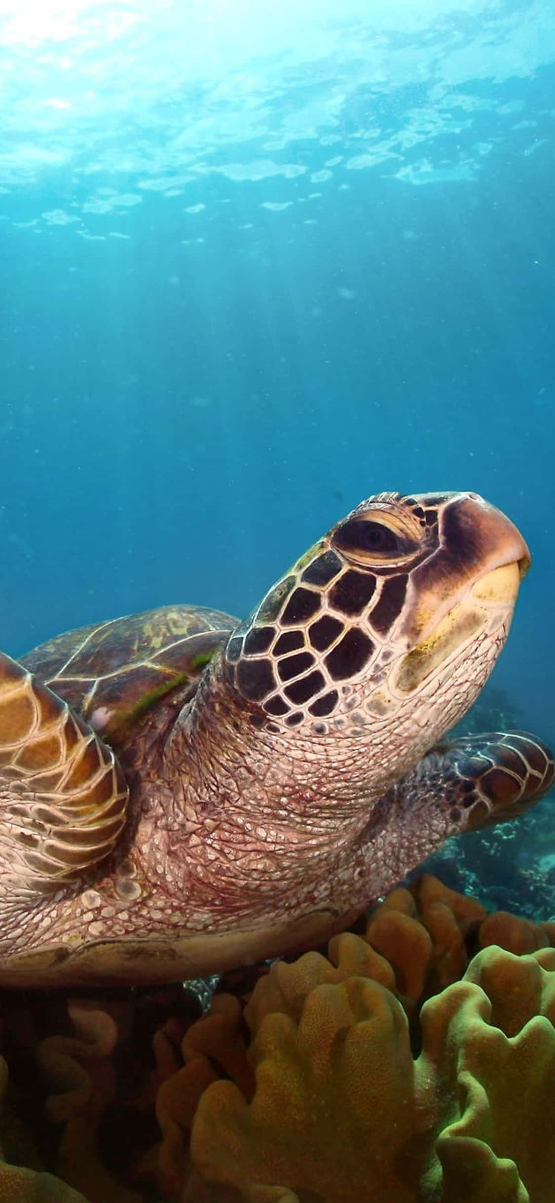 Turtle Light iPhone HD, green sea turtle, vibrant coral reefs, Full HD Phone Wallpaper