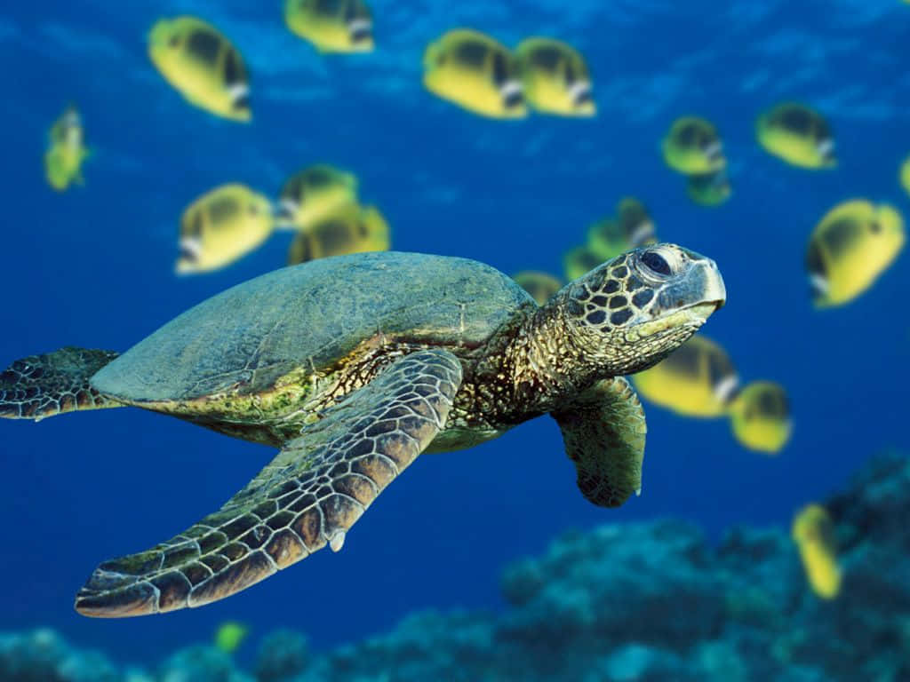 green sea turtle, vibrant blue ocean water, school of yellow and black fish, SD Desktop Wallpaper