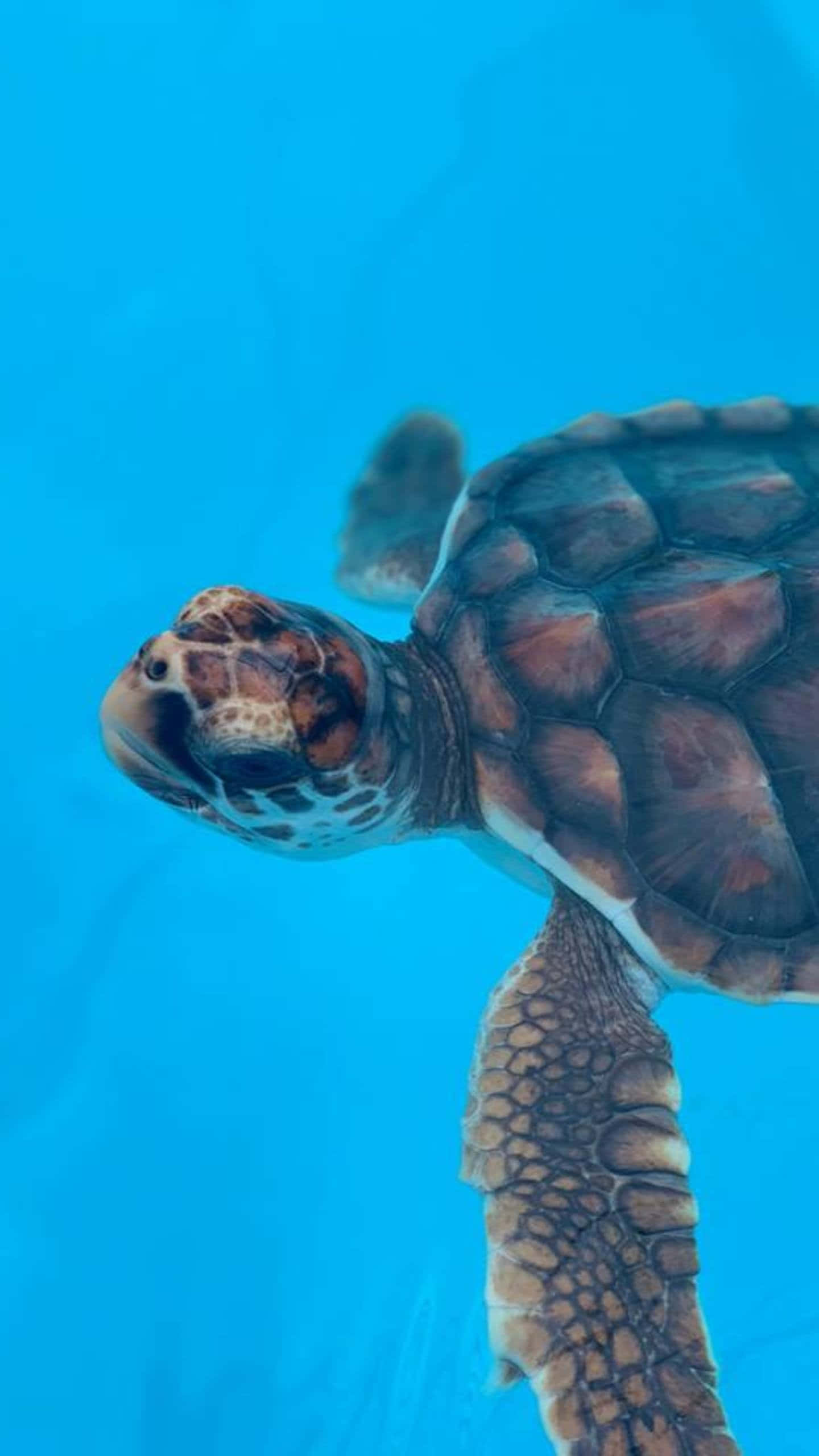 Turtle, iPhone HD, sea turtle, 2K Phone Wallpaper