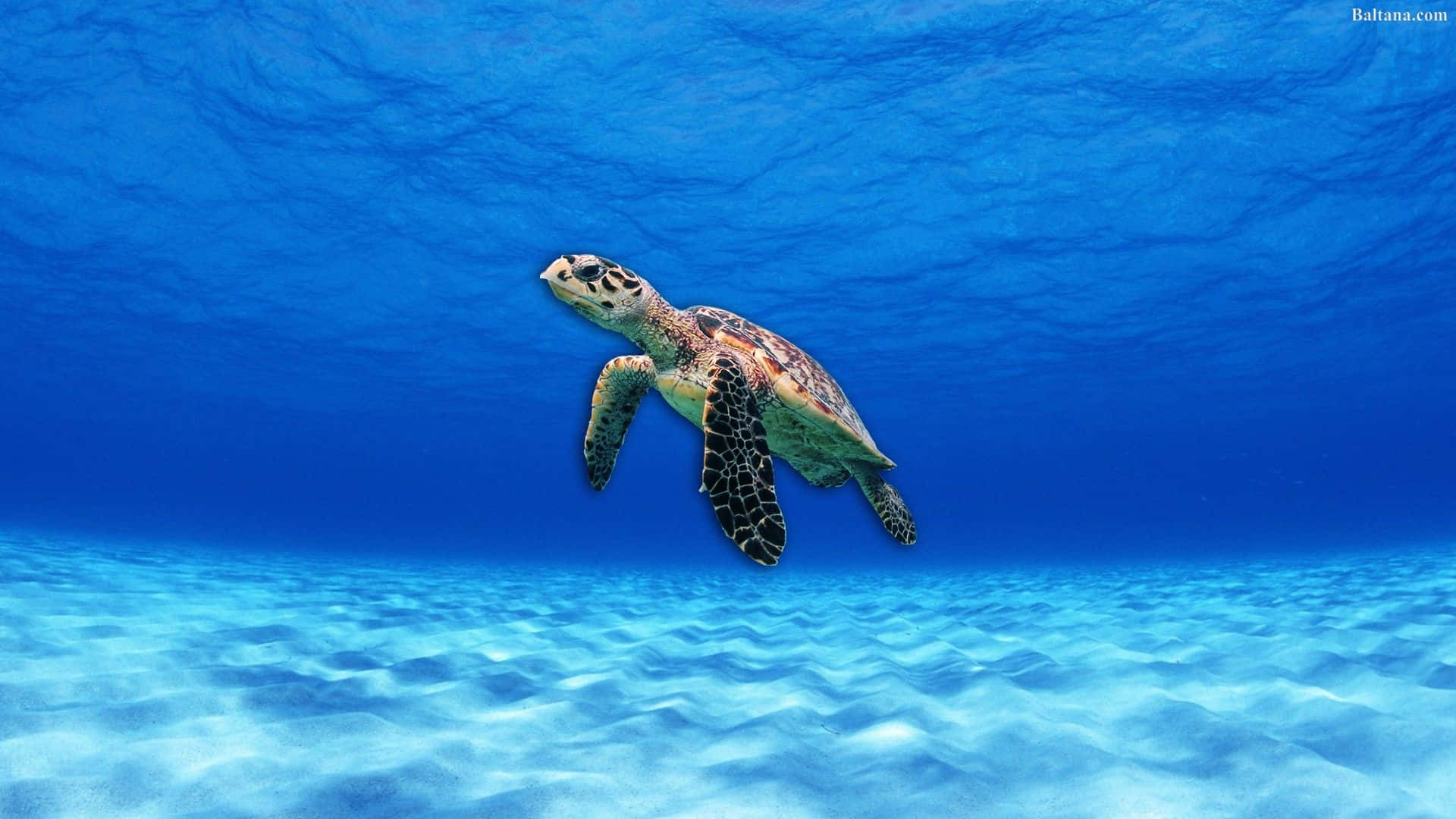 Turtle, Blue Sea, iPhone HD, Full HD Desktop Wallpaper