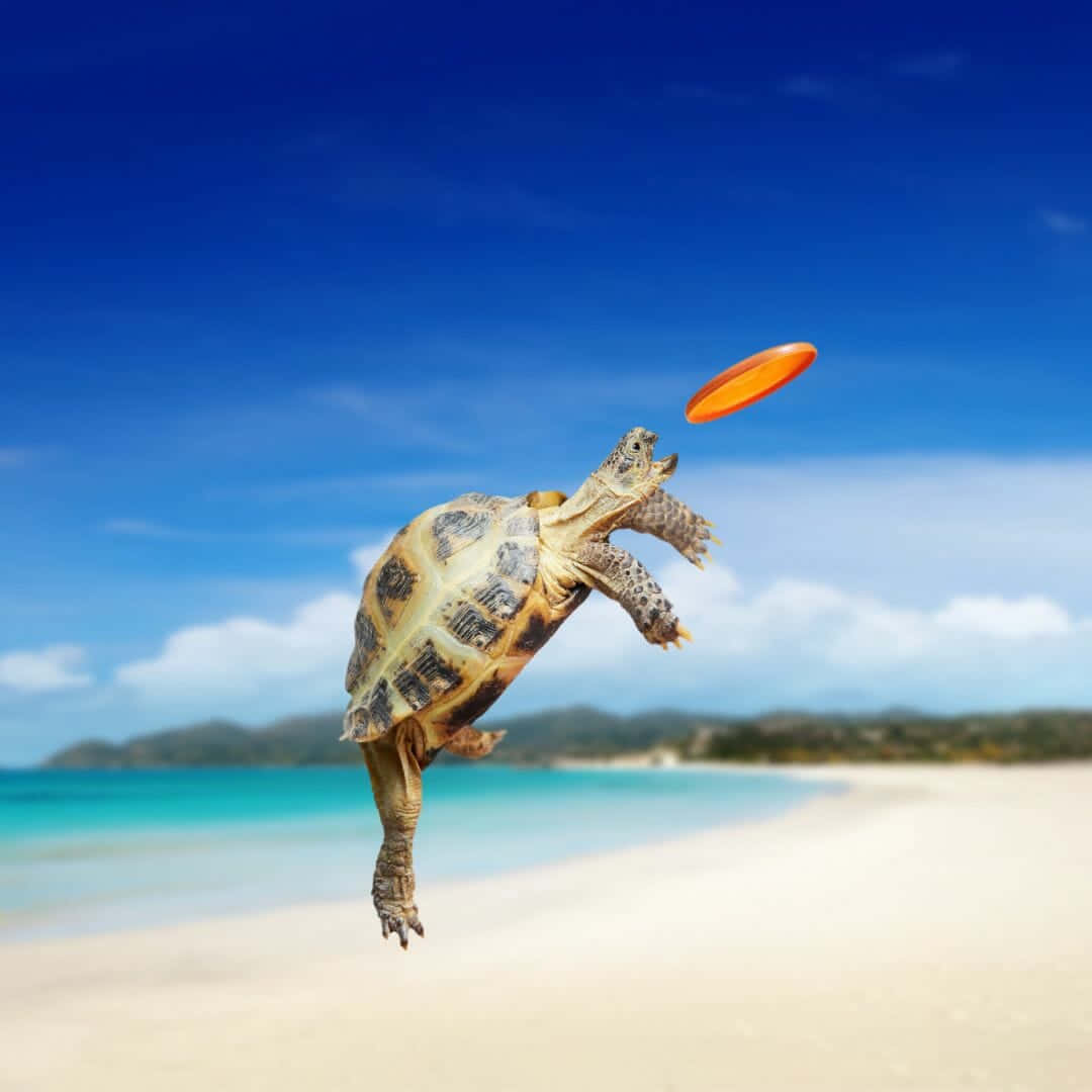 Turtle Jumping iPhone HD, tortoise, sunny beach, SD Desktop Wallpaper