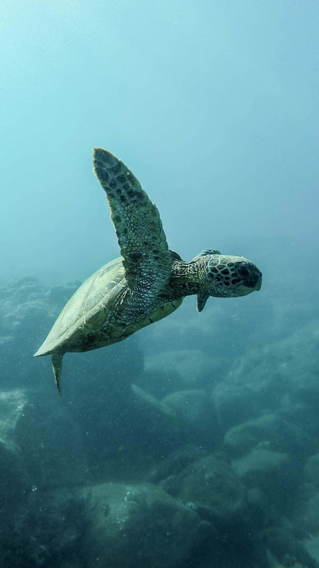 Turtle iPhone HD, green sea turtle, clear blue ocean water, Full HD Phone Wallpaper