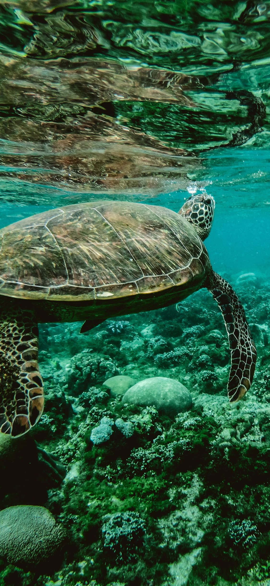 Turtle, iPhone HD, coral reef, Full HD Phone Wallpaper
