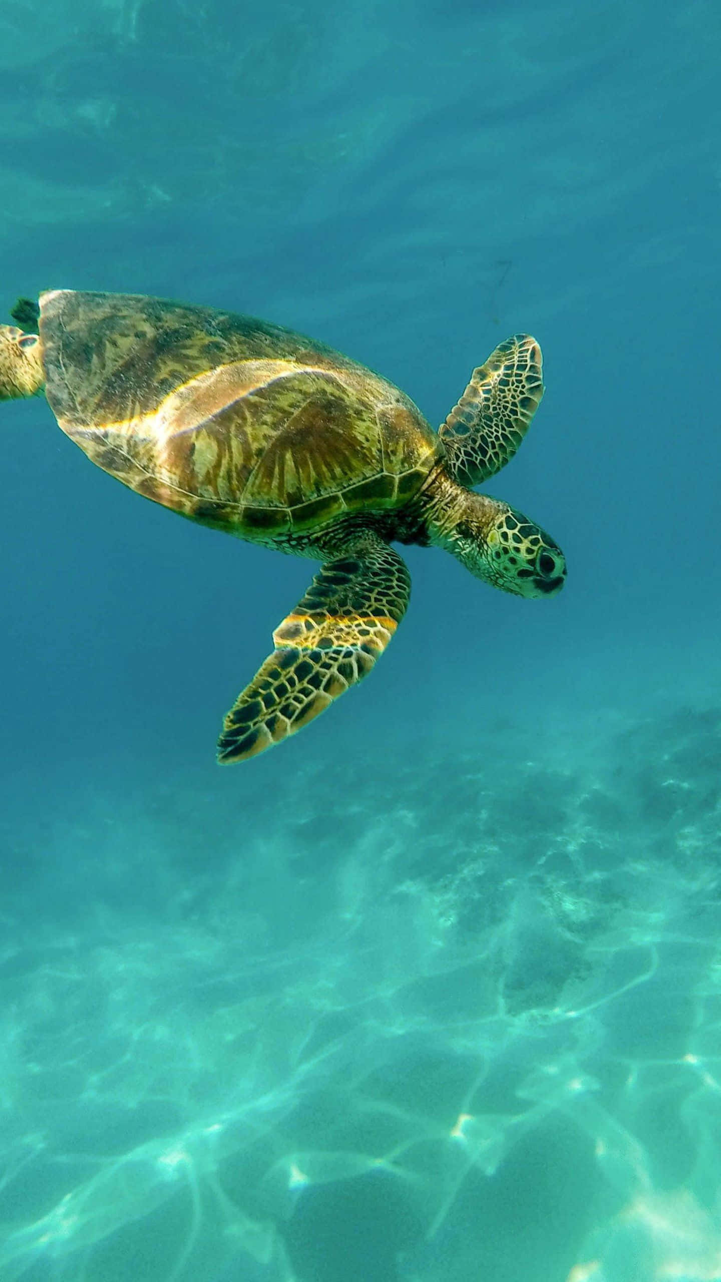 Turtle iPhone HD, green sea turtle, turquoise water, 2K Phone Wallpaper