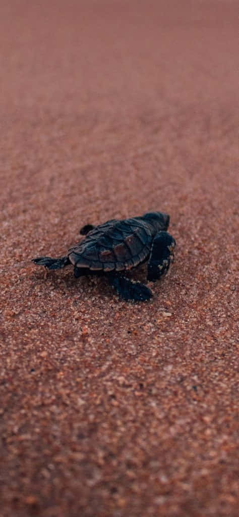 Turtle, iPhone HD, minimalist, SD Phone Wallpaper