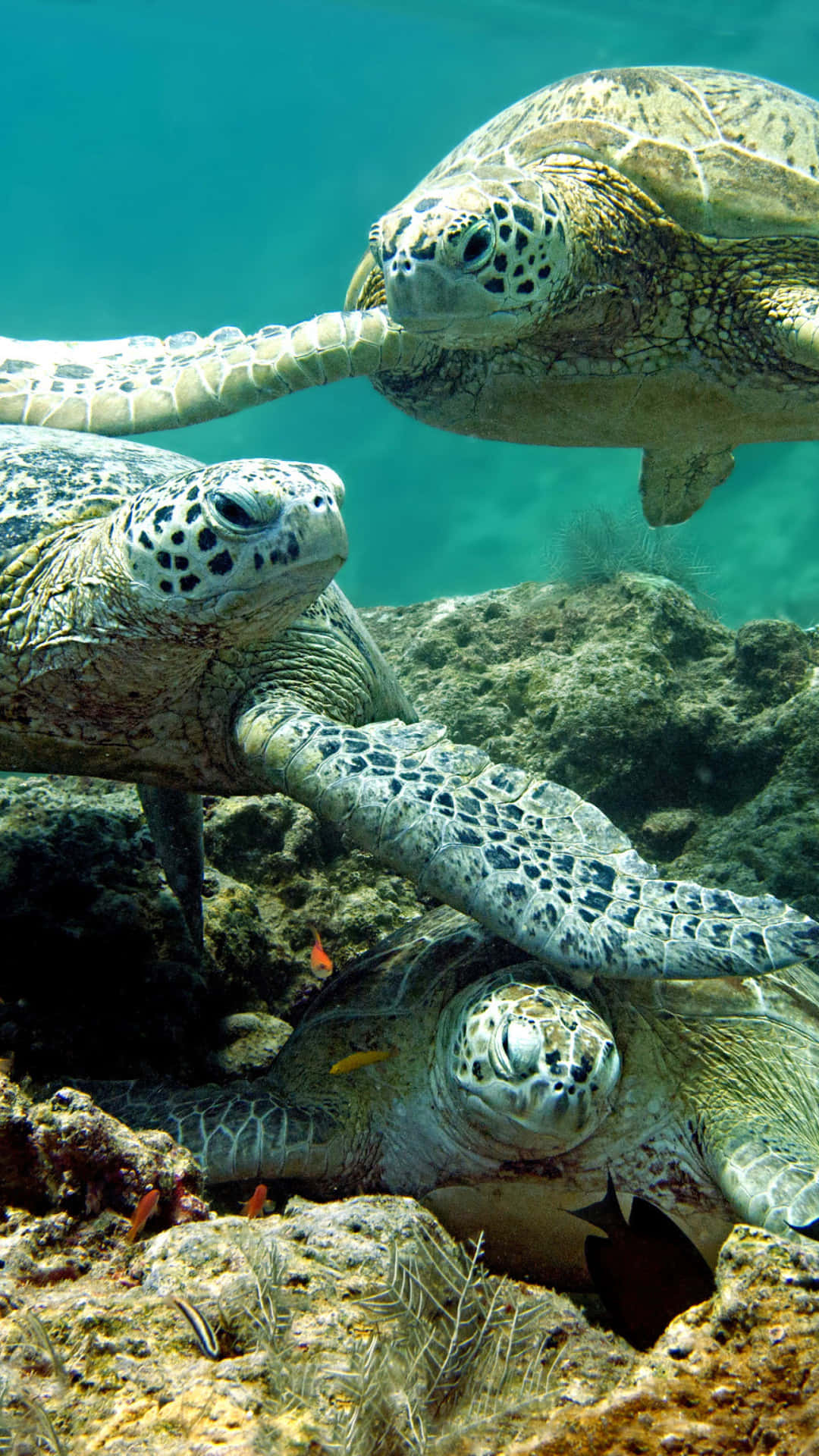 turtle, green sea turtle, turquoise waters, Full HD Phone Wallpaper