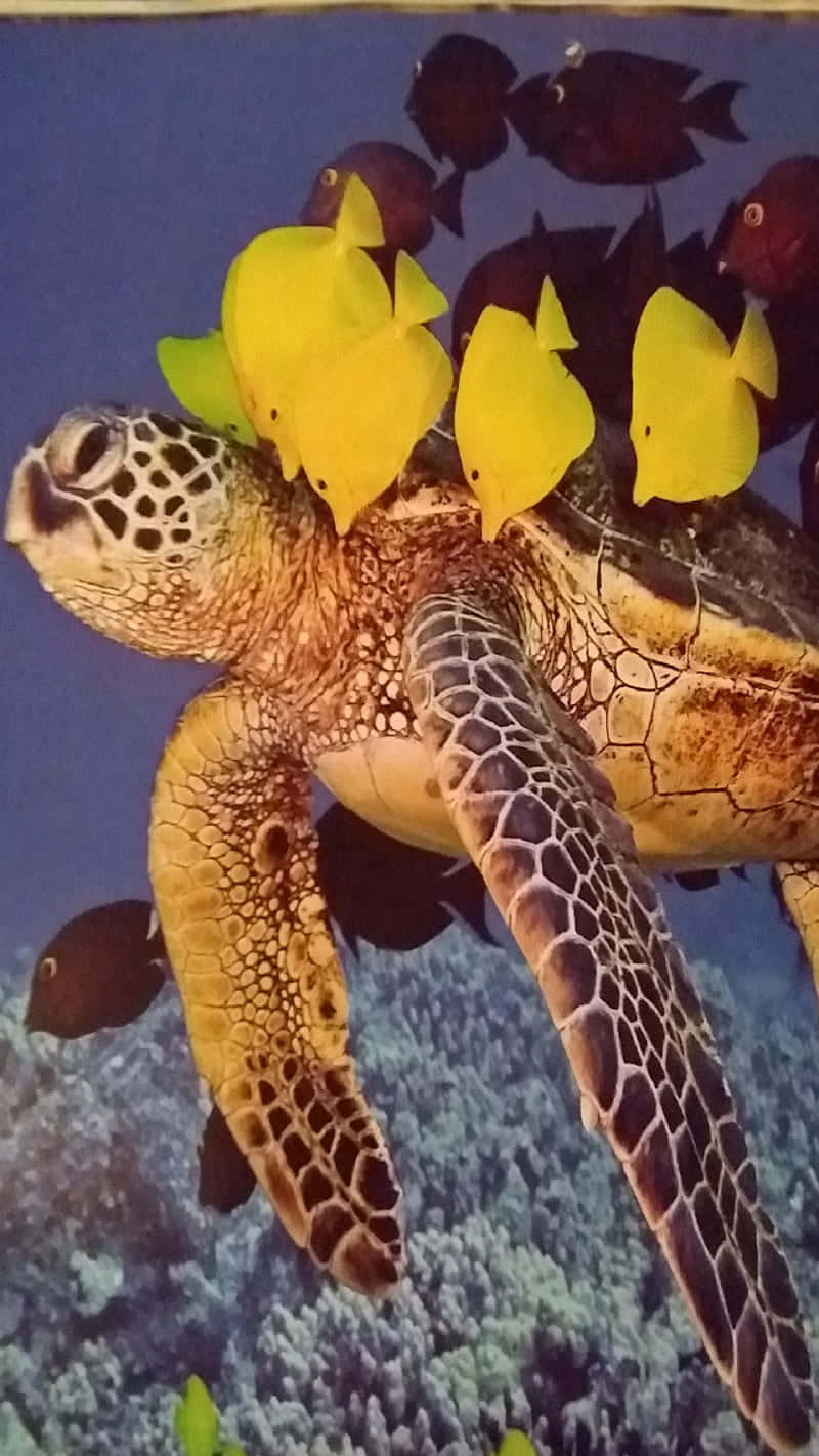 Turtle, iPhone HD, yellow fish, HD Phone Wallpaper