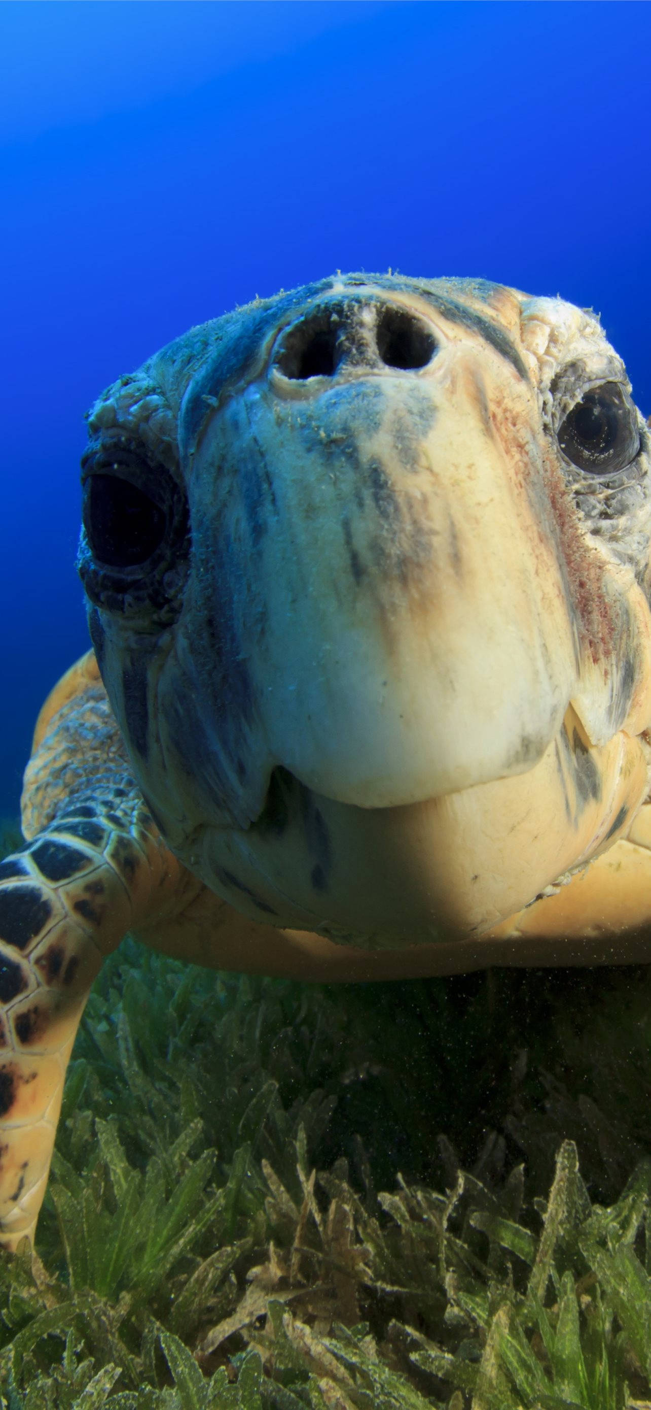 sea turtle, green seagrass, deep blue ocean water, 2K Phone Wallpaper