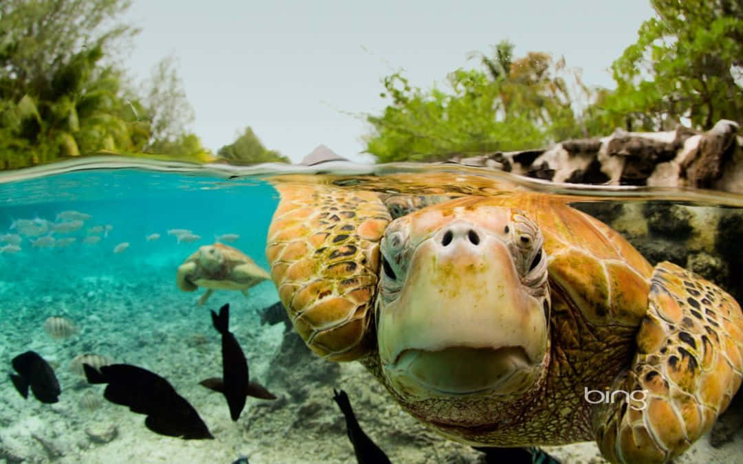 Turtle, iPhone HD, turquoise water, SD Desktop Wallpaper
