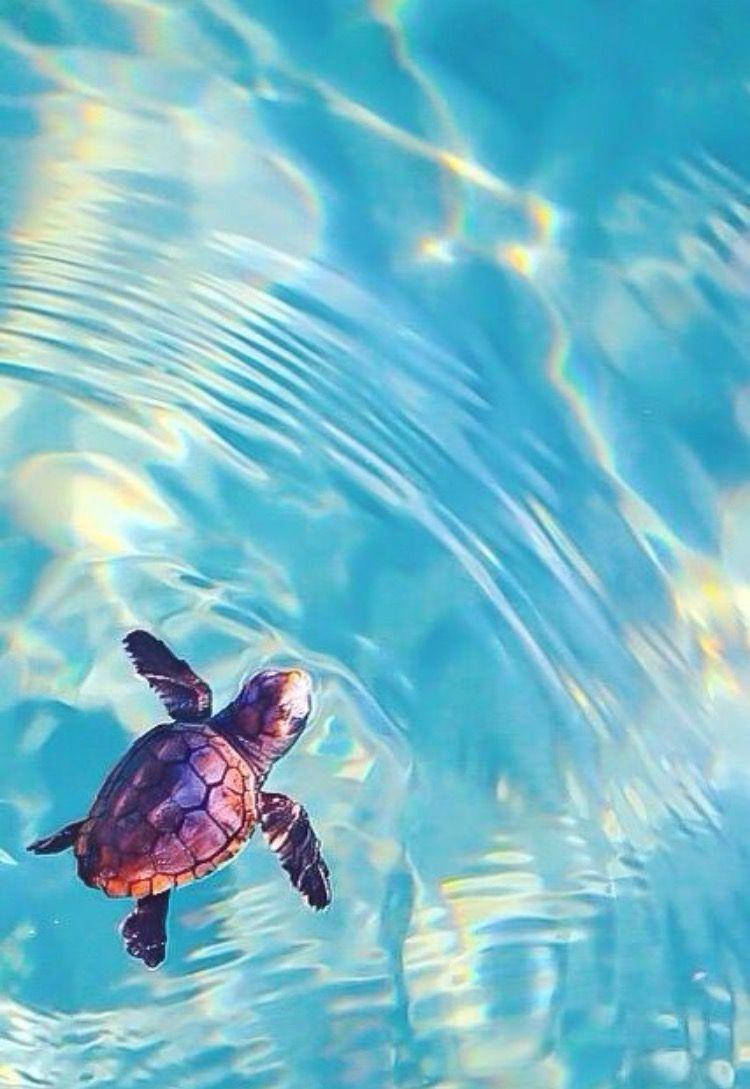 sea turtle, turquoise water, sunlit, SD Phone Wallpaper
