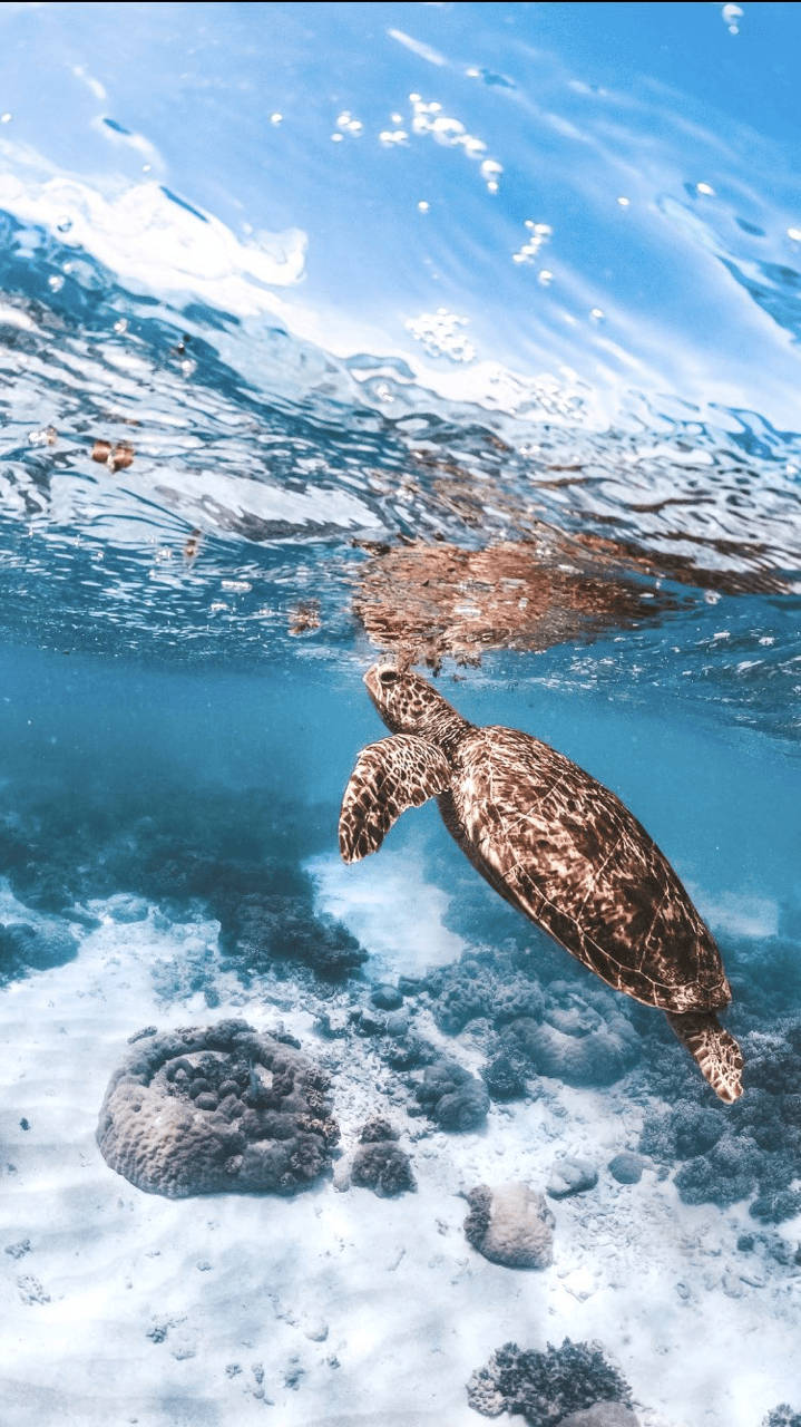 sea turtle, turquoise waters, sandy ocean floor, HD Phone Wallpaper