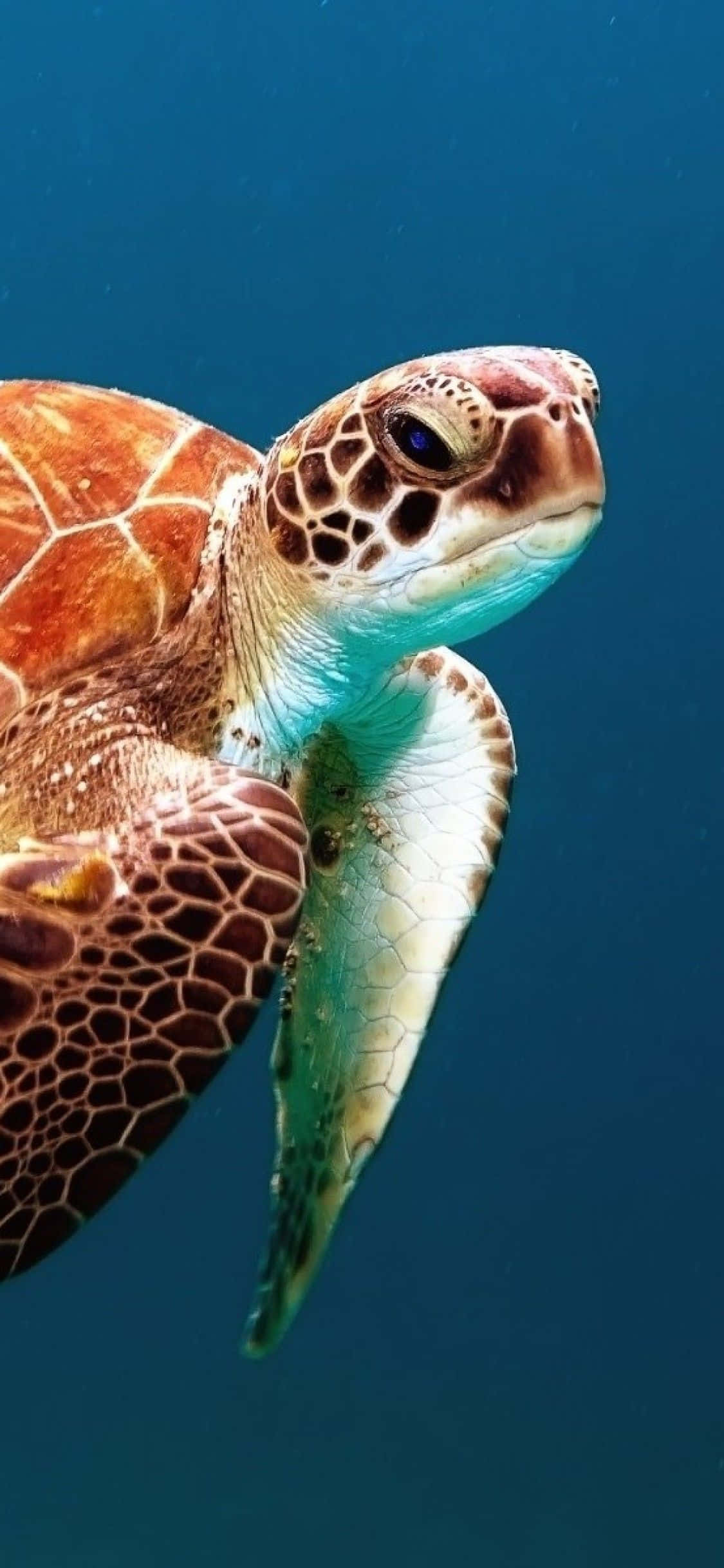 Turtle iPhone HD, green sea turtle, deep blue ocean water, Full HD Phone Wallpaper
