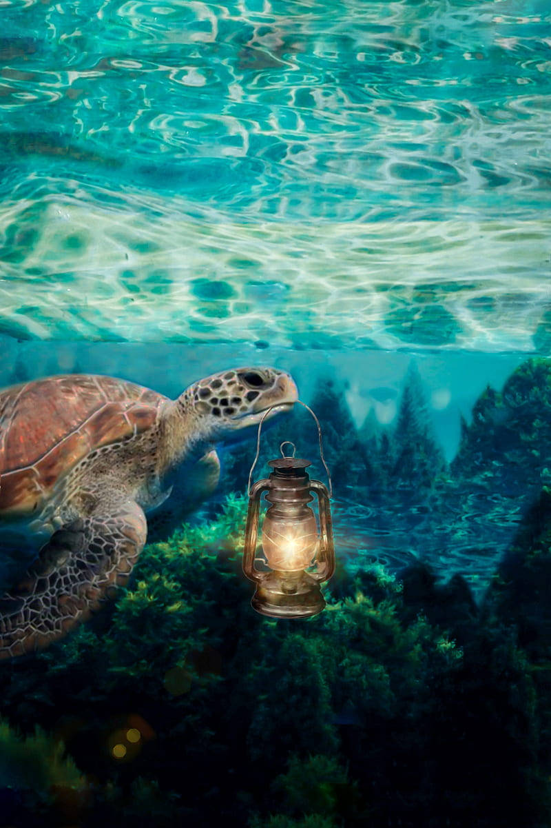 sea turtle, glowing lantern, underwater, SD Phone Wallpaper