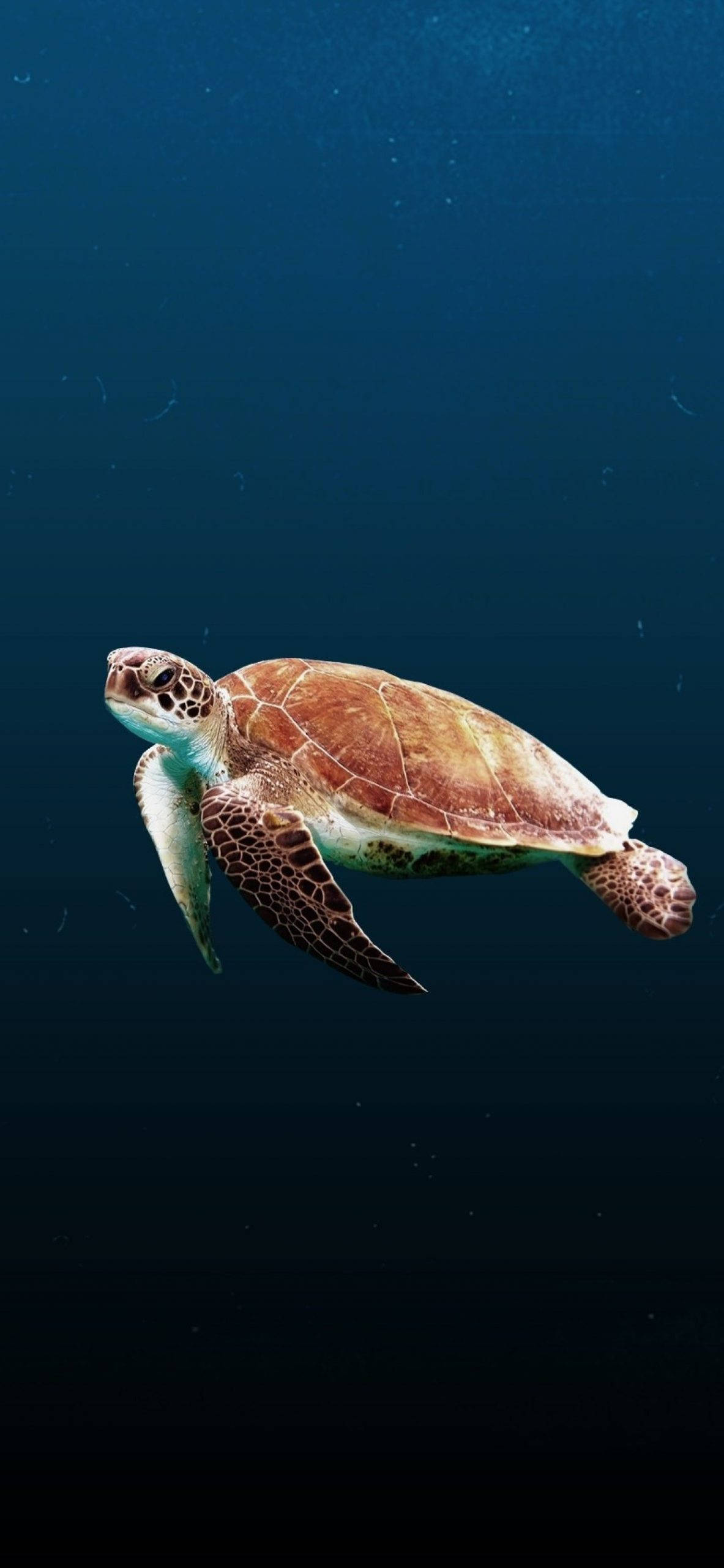 sea turtle, green sea turtle, deep blue ocean water, 2K Phone Wallpaper