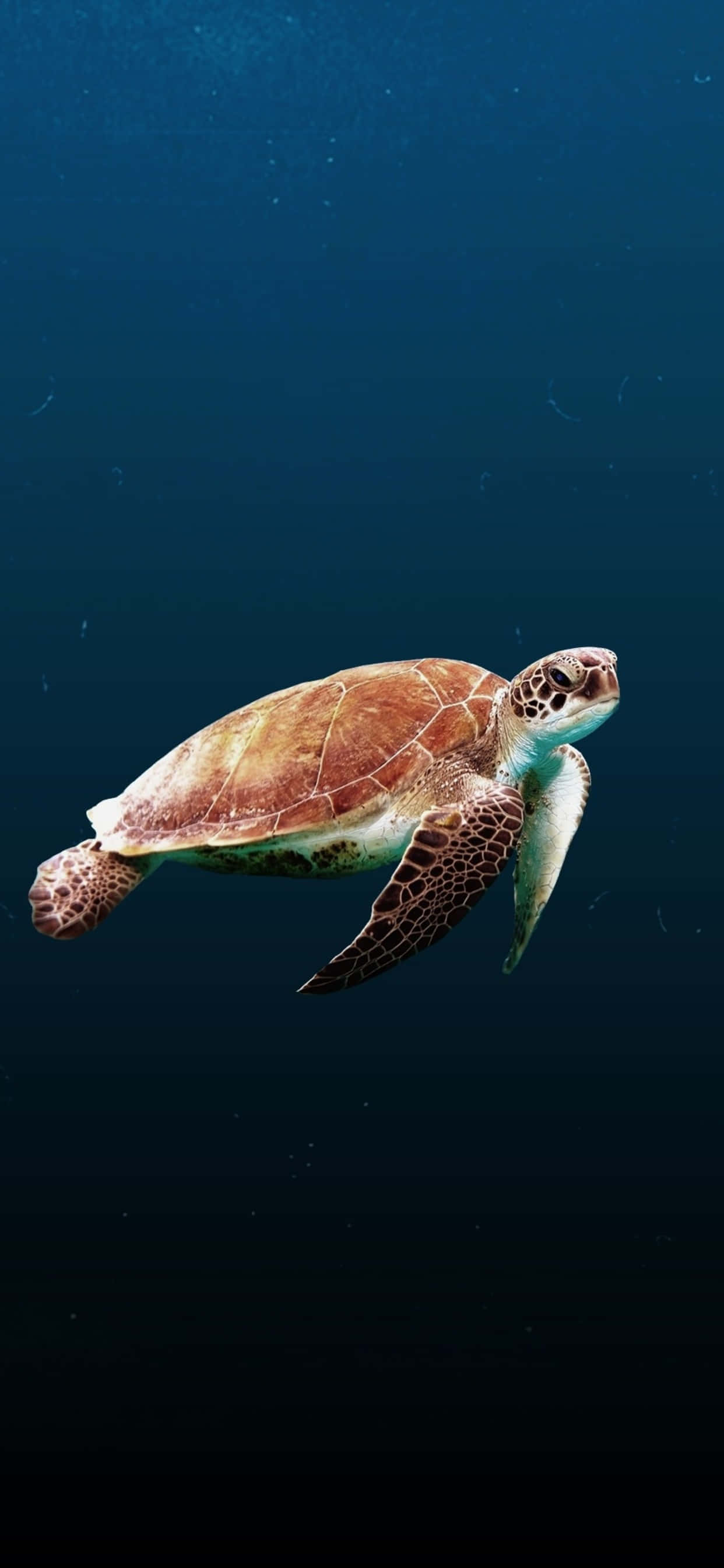 Turtle iPhone HD, sea turtle, deep blue ocean waters, 2K Phone Wallpaper