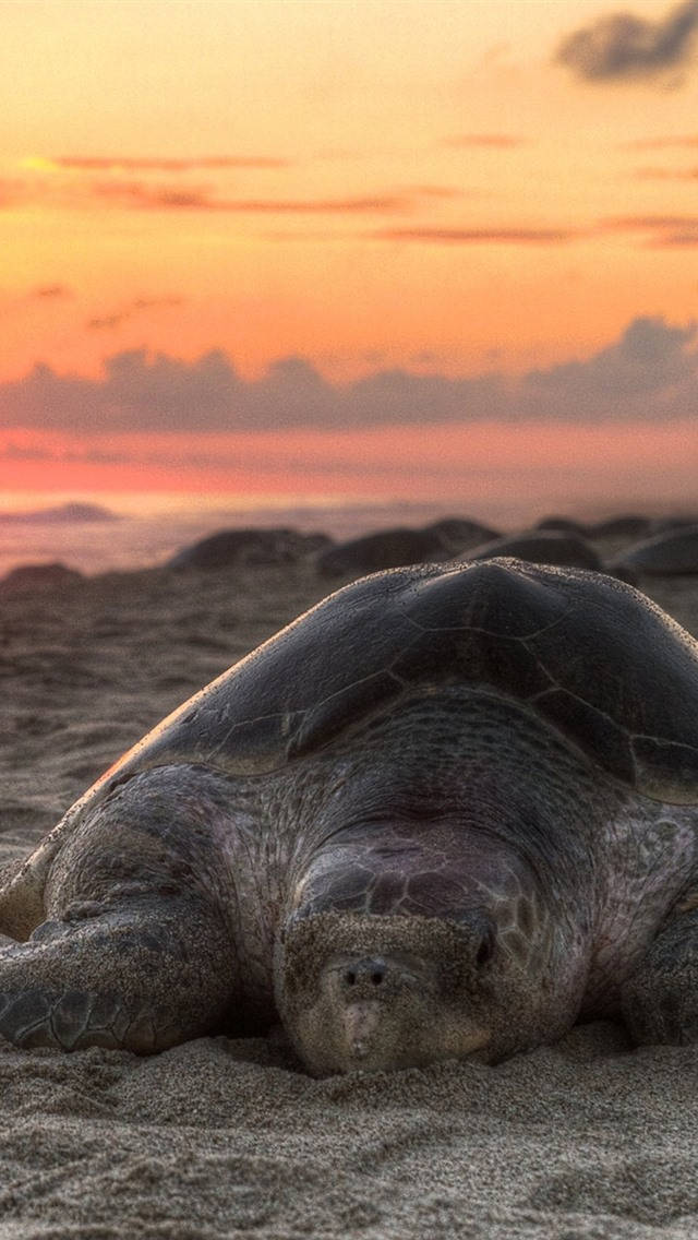 sea turtle, sandy beach, sunset, SD Phone Wallpaper