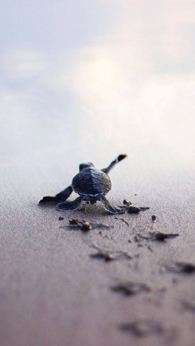 sea turtle, baby sea turtle, wet sand, SD Phone Wallpaper