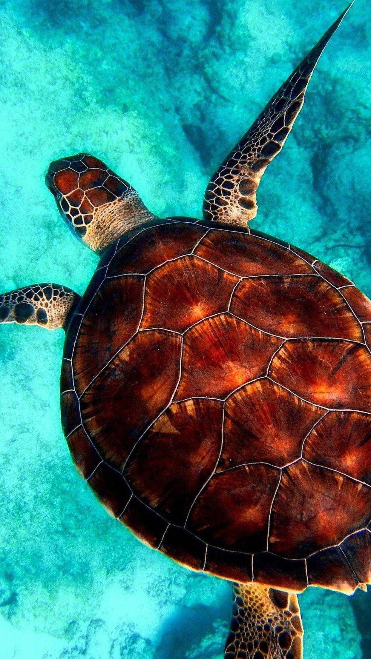 sea turtle, crystal clear, turquoise waters, Full HD Phone Wallpaper