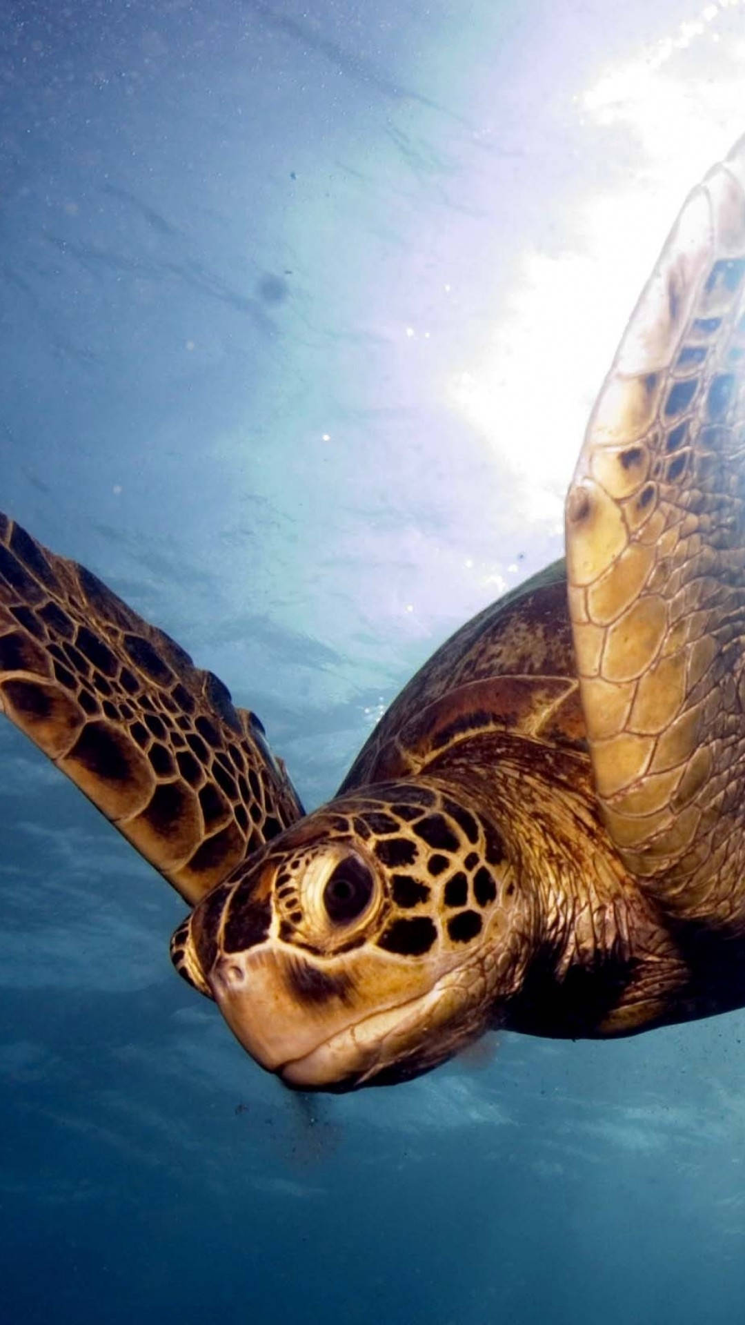 sea turtle, underwater shot, sunlit surface, Full HD Phone Wallpaper