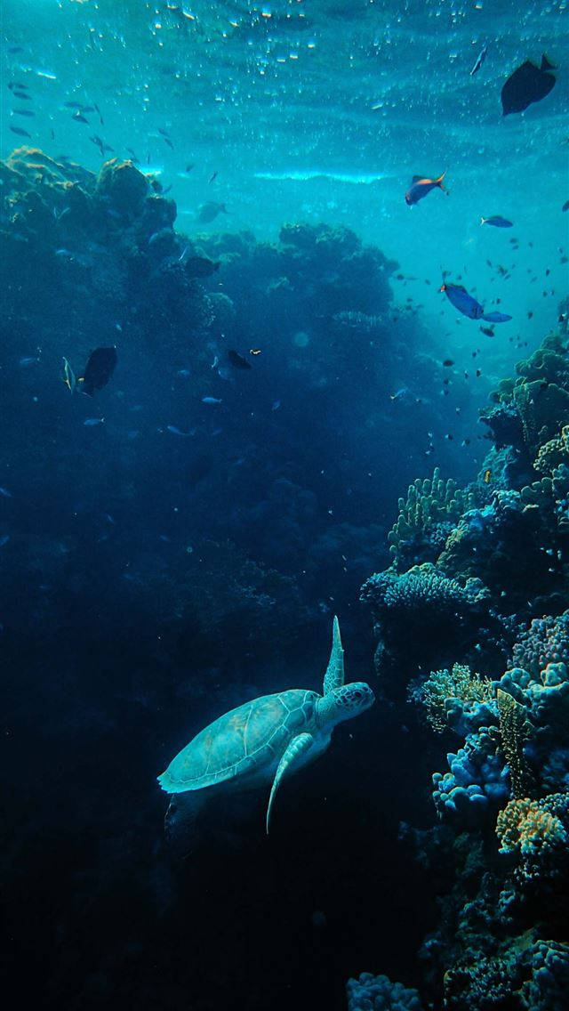 sea turtle, coral reefs, colorful fish, SD Phone Wallpaper