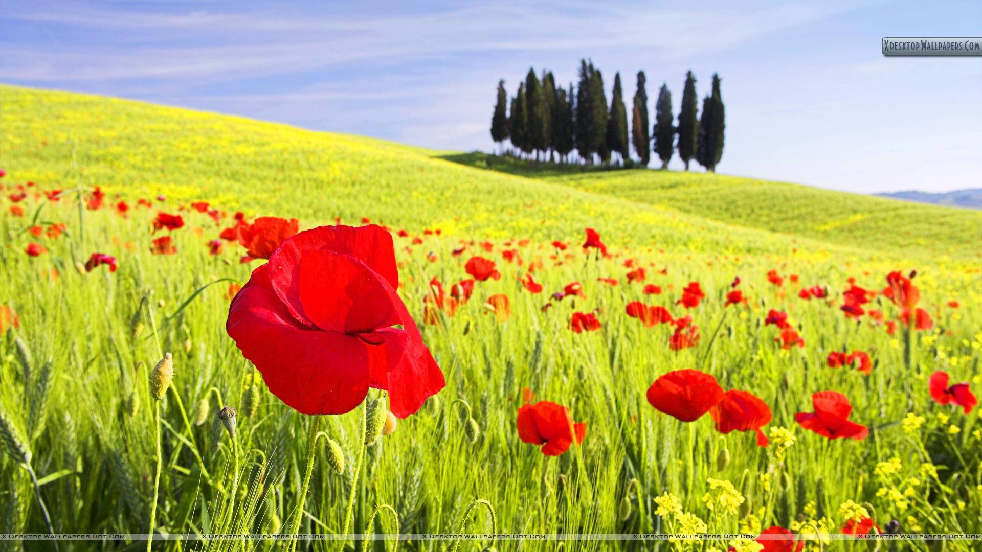 red poppy field, Tuscany, green hillside, Full HD Desktop Wallpaper