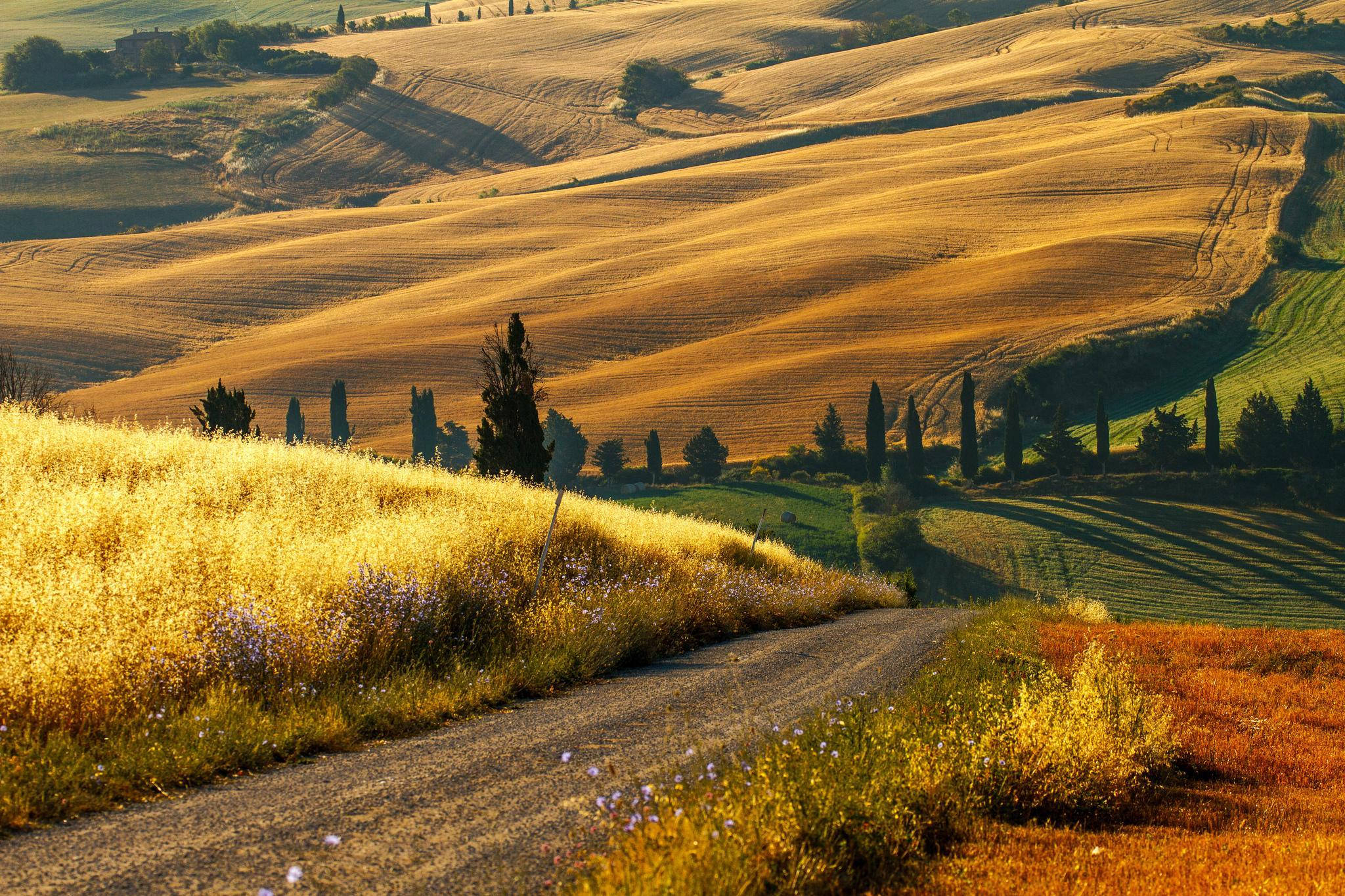 Tuscany, winding dirt road, golden wheat fields, Full HD Desktop Wallpaper